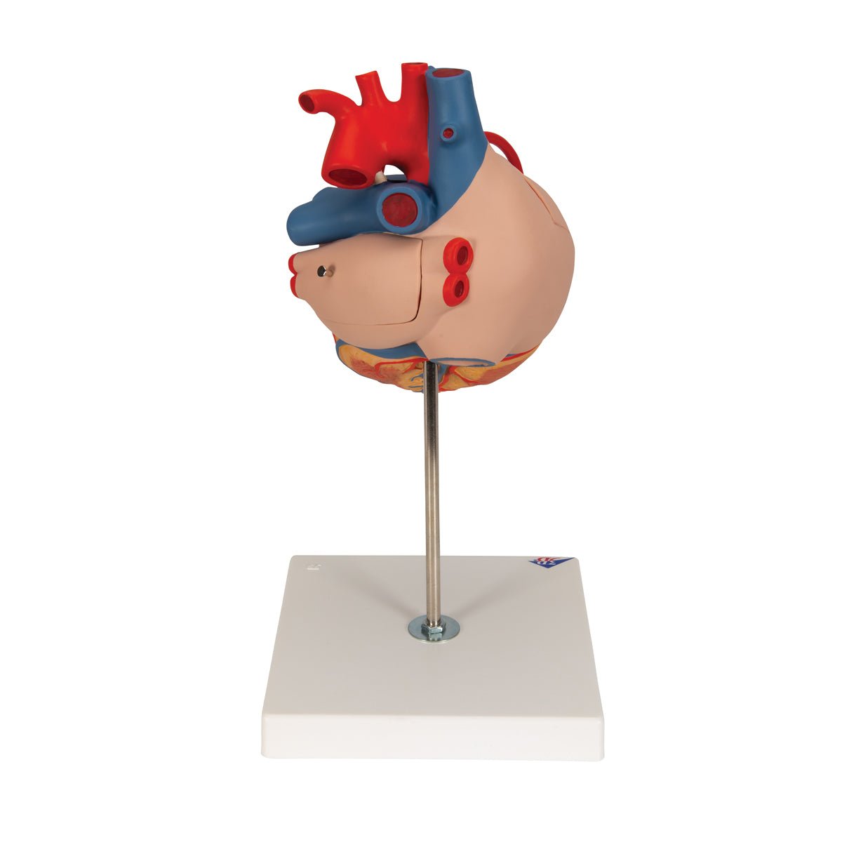 2X Life Size Human Heart Model with Venal Bypass - 4 Part Anatomical Heart for Medical Education & Classroom Demonstration