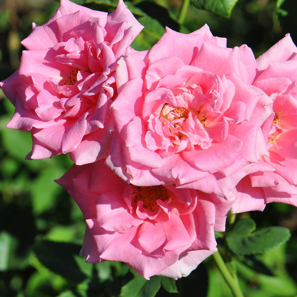 Aunt Honey Pink Rose Bush - Heirloom Roses Hardy Live Outdoor Plant for Garden, Landscaping & Home Decor | Perfect for Planting in Flower Beds, Borders & Containers