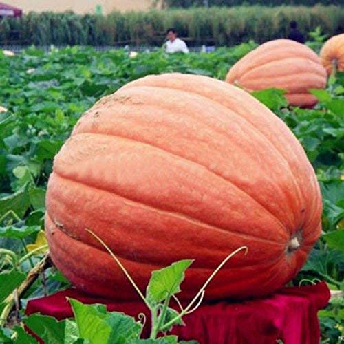 Giant Pumpkin Seeds Organic - Sweet Greens Vegetables for Garden - Grow Huge 5 Seeds Pack - Perfect for Fall Harvest, Halloween Decor & Home Gardening