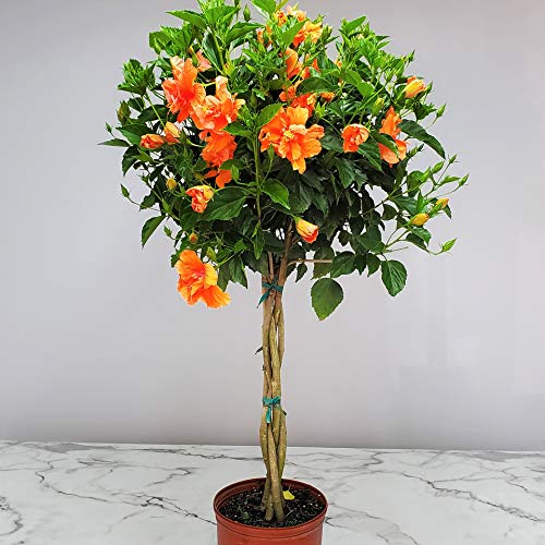 Braided Live Hibiscus Tree - Double Peach Flower - Tropical Plants for Florida - 38