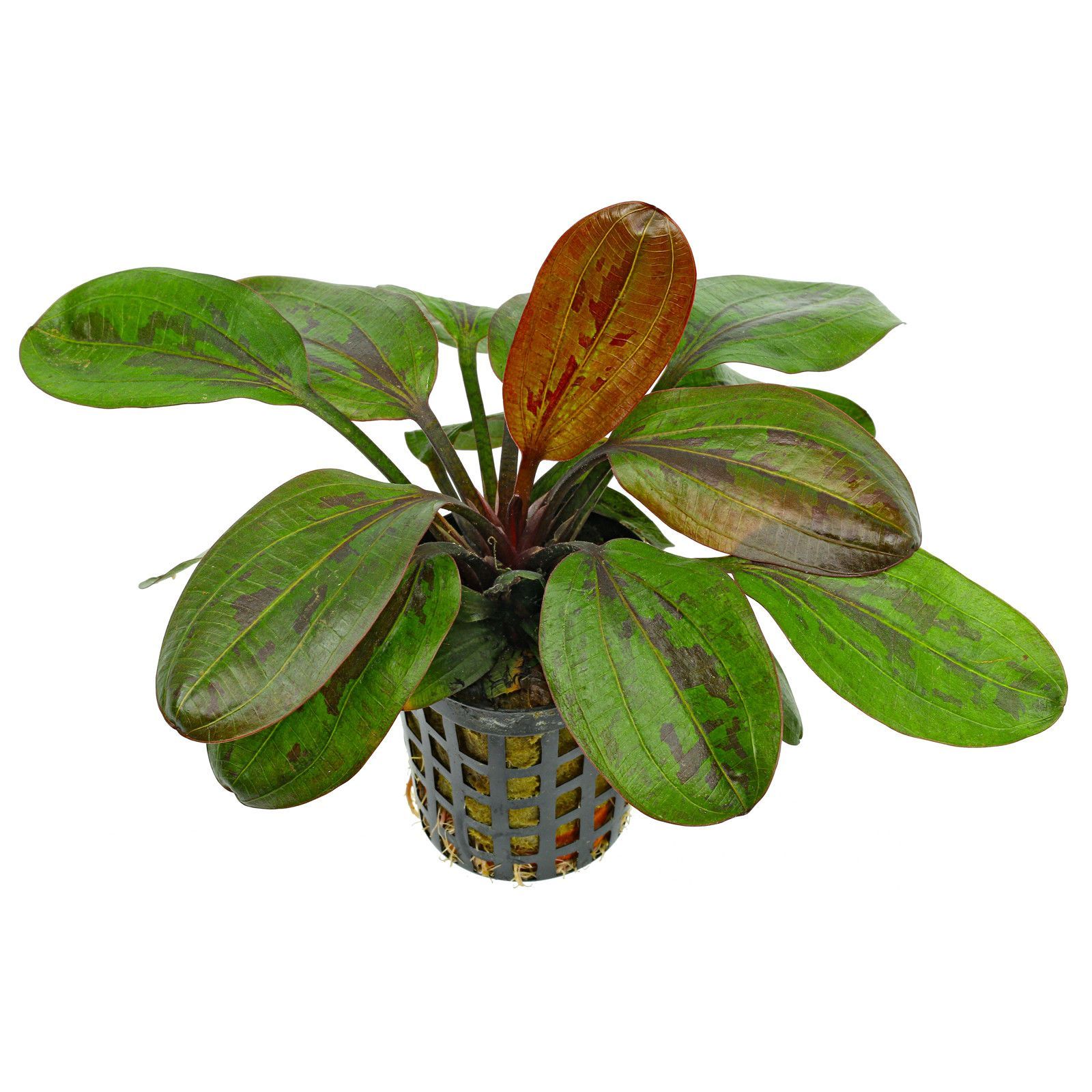 TCulture Echinodorus Hadi Red Pearl Aquatic Plant (Pot) - Perfect for Aquariums, Fish Tanks & Water Gardens