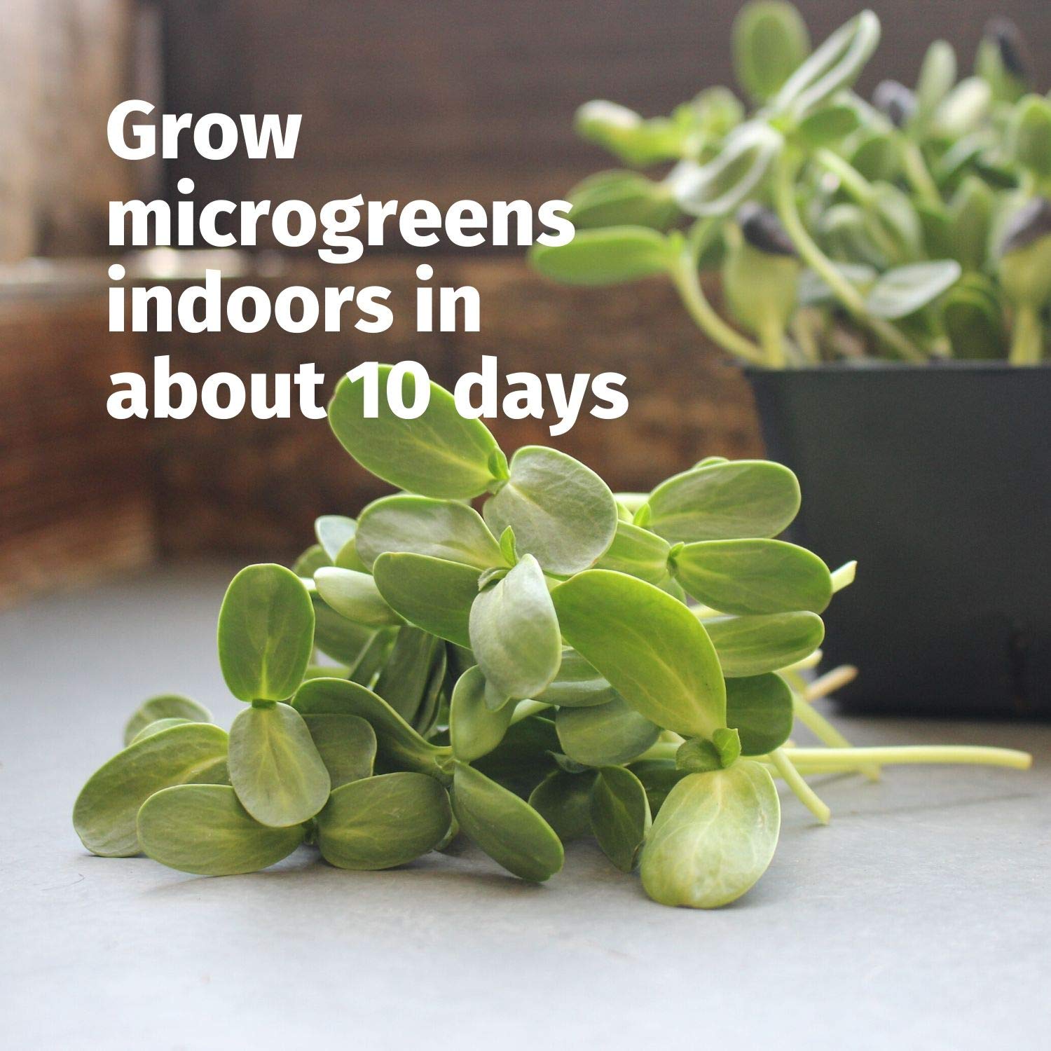 Hydroponic Microgreens Growing Kit - Complete Indoor Gardening System with Seeds, Trays & Instructions - Grow Fresh Greens & Herbs Year Round - Perfect for Home Chefs, Healthy Eating & Urban Farming