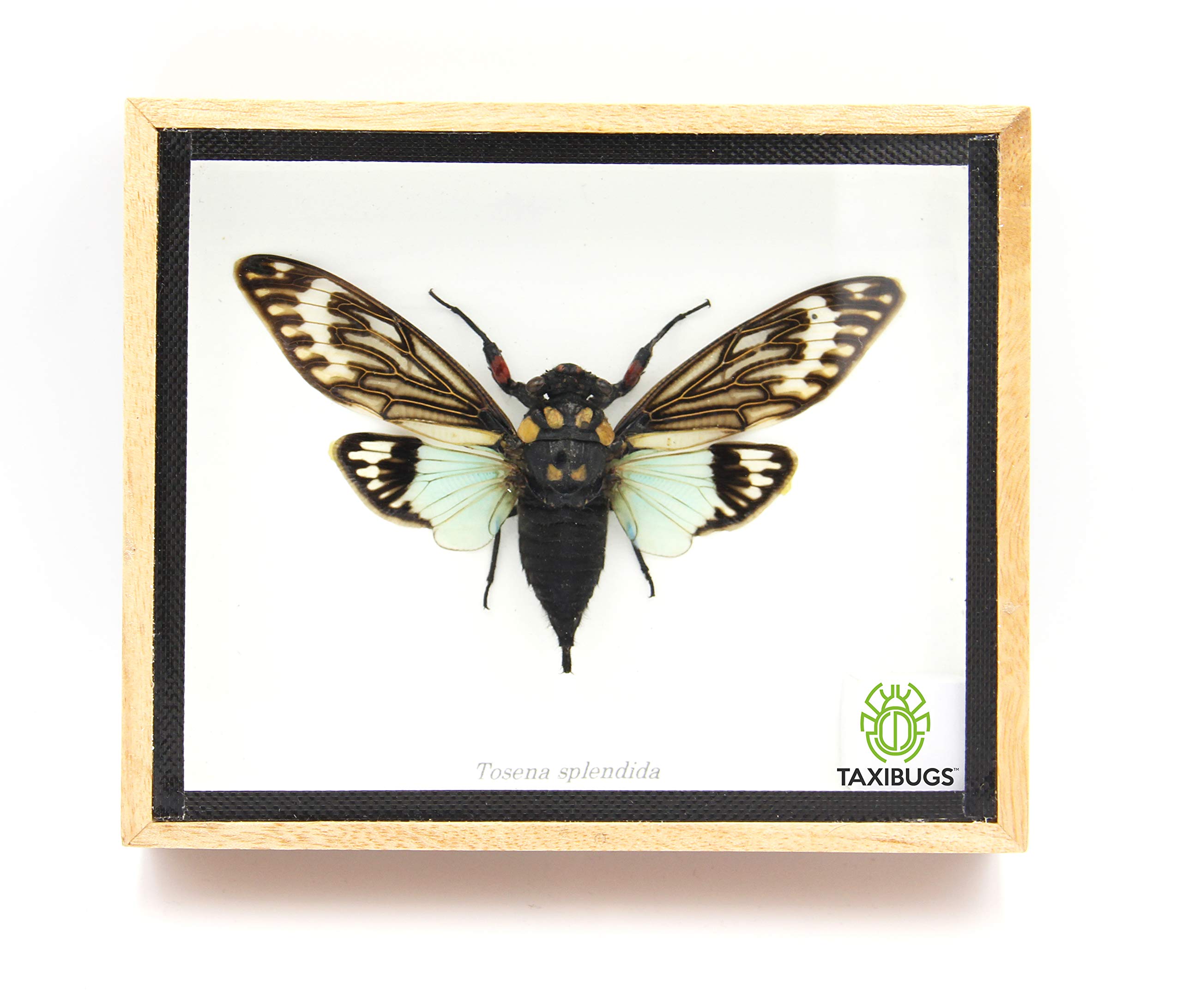 Real Exotic Cicada Taxidermy Framed in Wooden Box - Blue Winged Insect Display for Home Decor, Entomology Collection & Unique Gift Idea