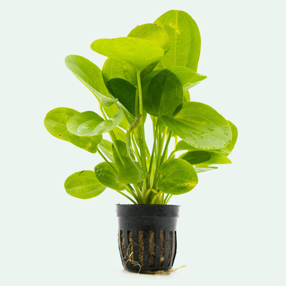 Echinodorus Horizontalis Mini - Live Aquarium Plant for Freshwater Fish Tanks | Perfect for Aquascaping, Nano Tanks & Beginner Aquatic Gardens