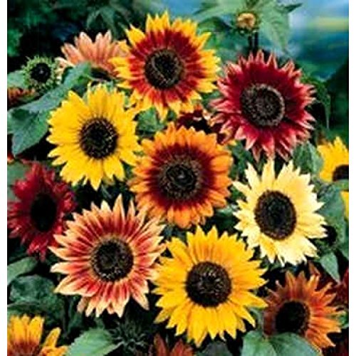 Non-GMO Bulk Autumn Beauty Sunflower Seeds (Helianthus annuus) - 1/4 Lb Pack - Perfect for Planting, Bird Feeding & Healthy Snacking