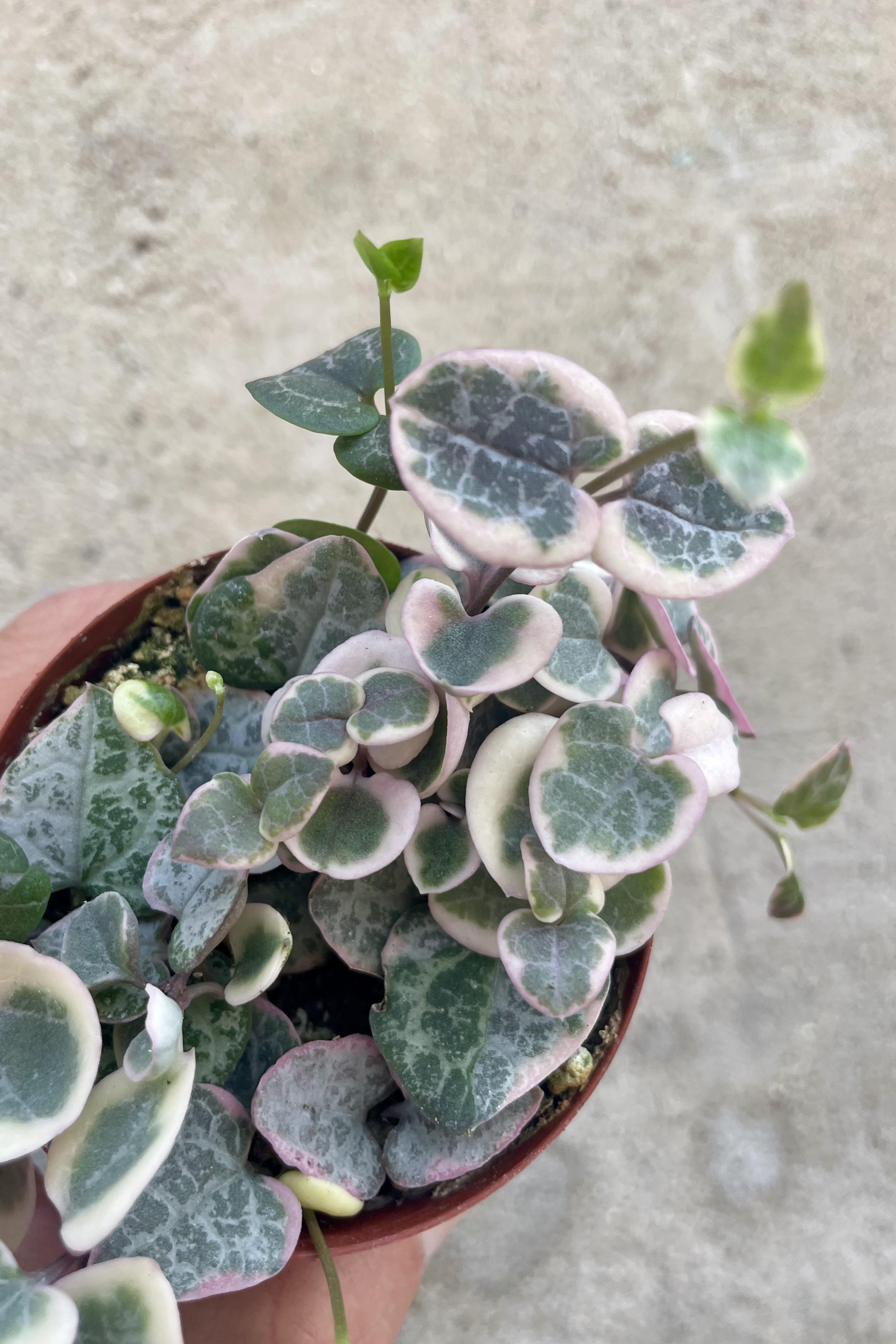 Variegated String of Hearts (Ceropegia woodii) - 3 Pack Live Succulent Plants for Home & Office Decor, Hanging Basket or Shelf Display