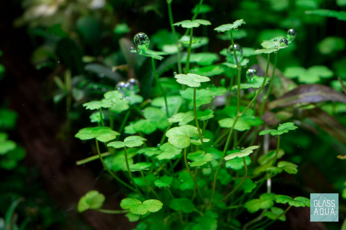 Hydrocotyle Tripartita Aquatic Plant for Aquariums - Easy Carpeting Plant for Fish Tanks, Terrariums & Water Gardens | Perfect for Foreground Planting & Aquascaping