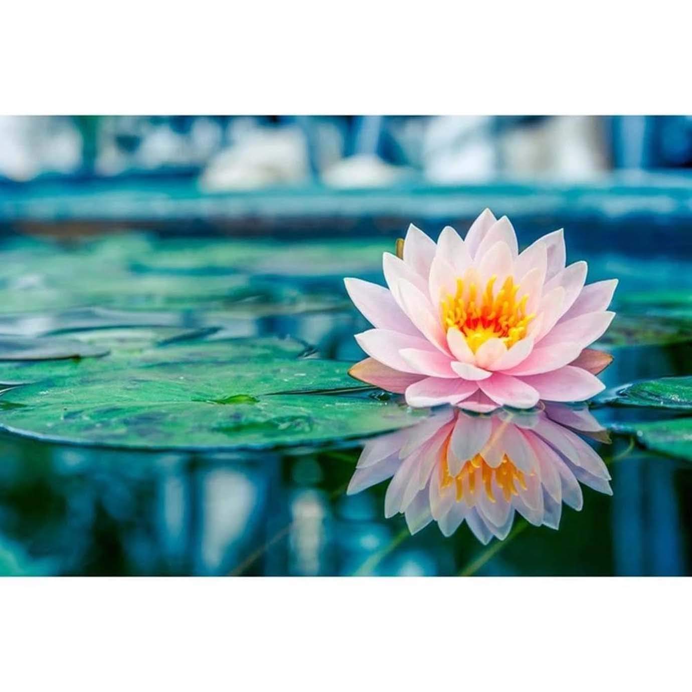5D Diamond Painting Kit - DIY Lotus Flower Full Drill Canvas Art for Home Wall Decor (30x40cm/12x16in) | Relaxing Craft for Adults & Stress Relief | Perfect Gift for Birthday, Christmas & Housewarming