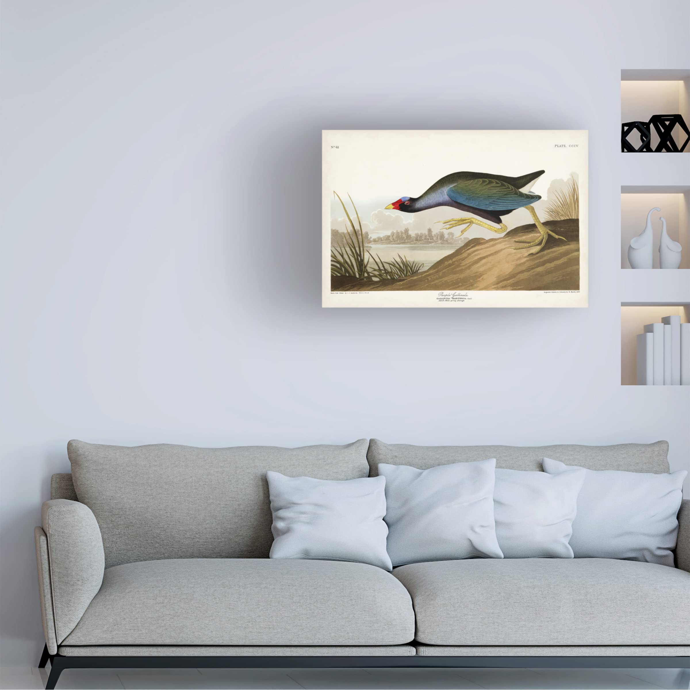 John James Audubon 'Purple Ganaule' Canvas Art Print - 16x24 Inch Wall Decor for Living Room, Bedroom & Office - Trademark Fine Art Collection