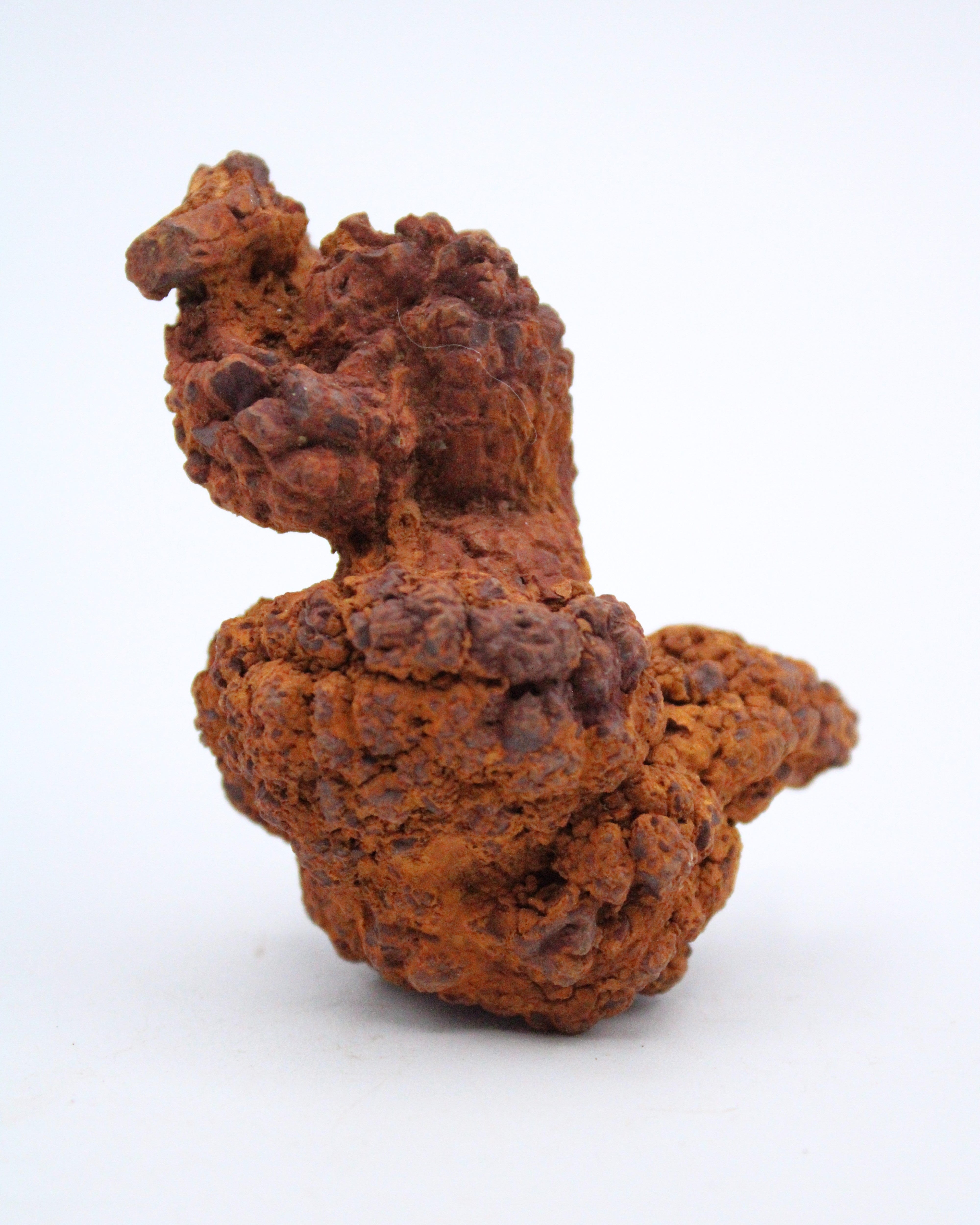 Authentic Coprolite Fossil Specimen - Dinosaur Poop Fossil for Collectors & Science Enthusiasts - Perfect for Education, Home Decor & Unique Gifts