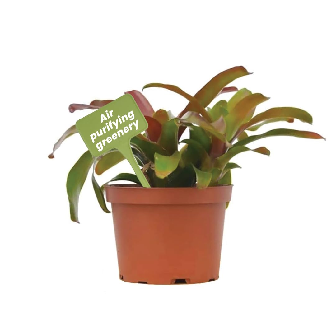 Live Bromeliad Fireball Neoregelia Plant in 6