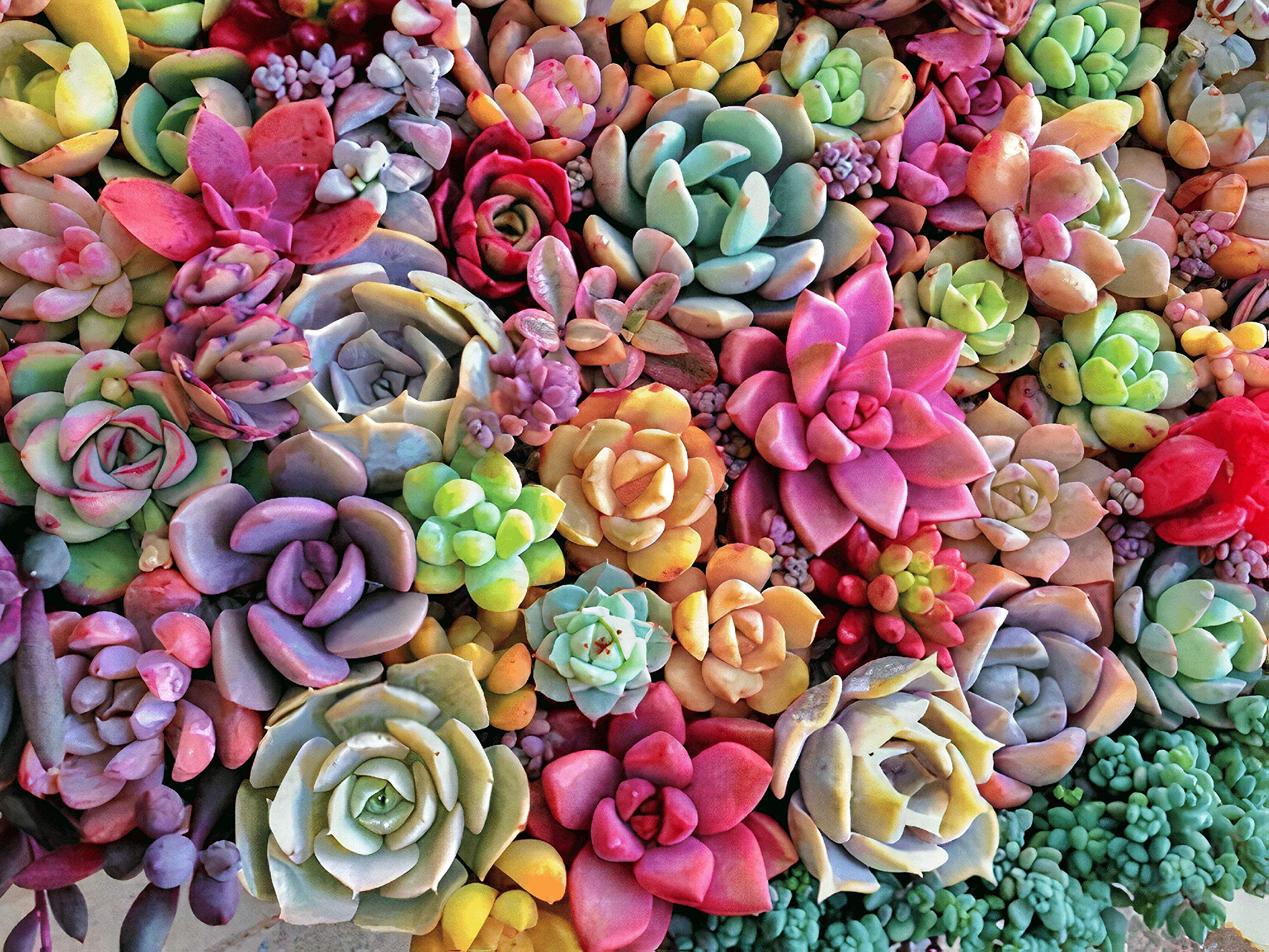 500-Piece Wooden Jigsaw Puzzle for Adults - Succulent Plants Design, Challenging Brain Teaser Game for Relaxation & Stress Relief - Perfect for Home Decor, Family Game Night & Gift Giving
