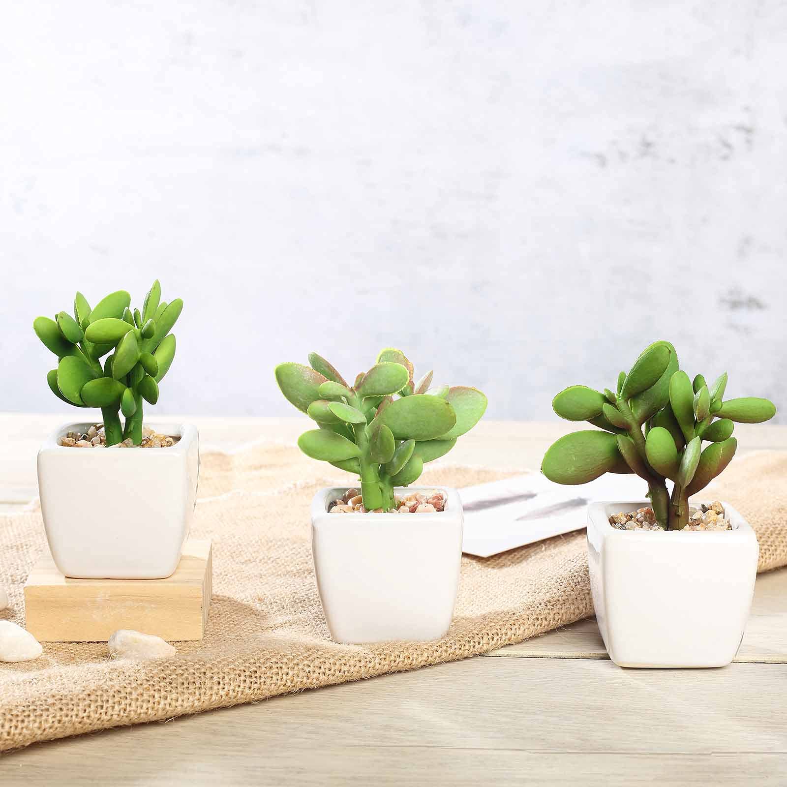 Artificial Succulent Plants Set of 3 - Mini Fake Jade Succulents in Ceramic Pots for Home Office Desk Decor, Wedding Centerpieces & Shelf Displays