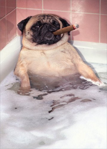 Funny Pug Taking Bubble Bath - Avanti Humorous Dog Father's Day Greeting Card | Perfect Gift for Dog Lovers & Father's Day Celebration