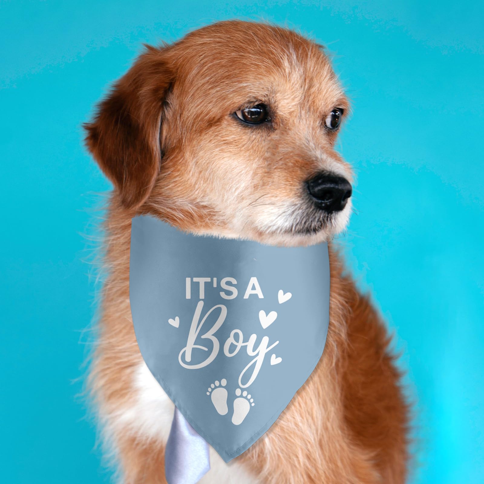 Blue Gender Reveal Dog Bandana - It's a Boy Pregnancy Announcement Pet Scarf for Dogs | Cute Pet Accessories for Dog Lovers | Perfect for Gender Reveal Parties, Baby Showers & Social Media Announcements