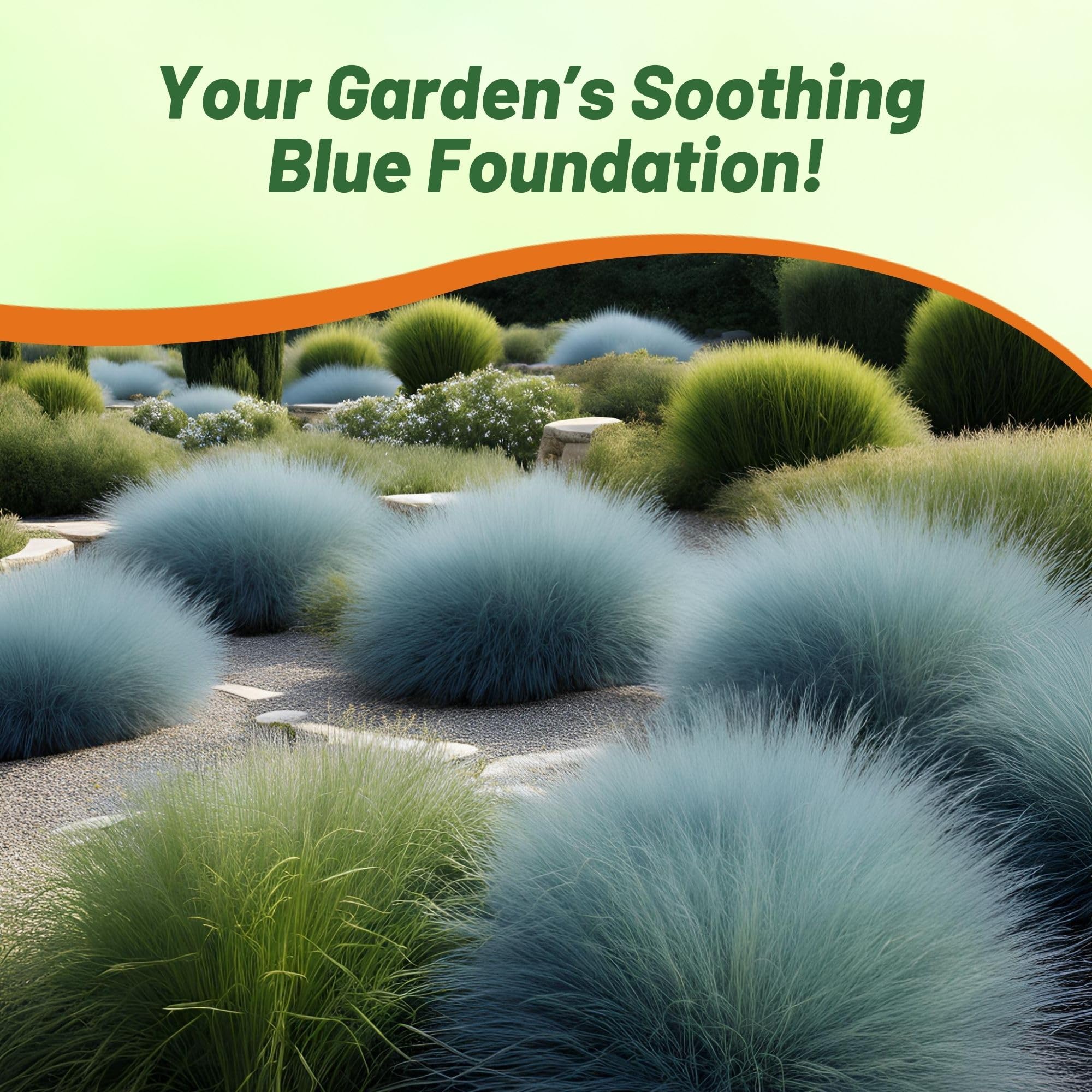 Outsidepride 5000 Seeds - Perennial Festuca Cinerea Glauca Varna Blue Fescue Ornamental Grass Seeds for Landscaping, Garden Borders & Rock Gardens | Drought-Tolerant Ground Cover