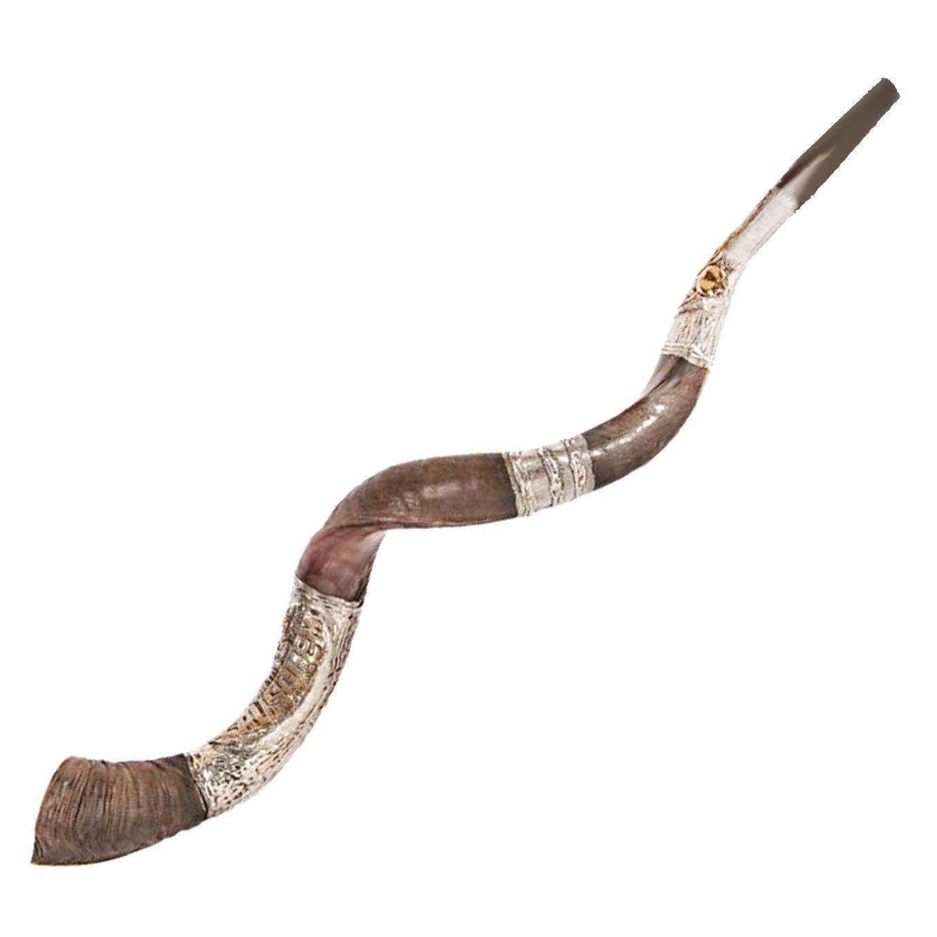 Natural Kosher Silver Plated Yemenite Shofar Kudu Horn - 80-89cm (31-35 inches) - Authentic Jewish Religious Ceremonial Instrument for Rosh Hashanah, Synagogue & Spiritual Rituals