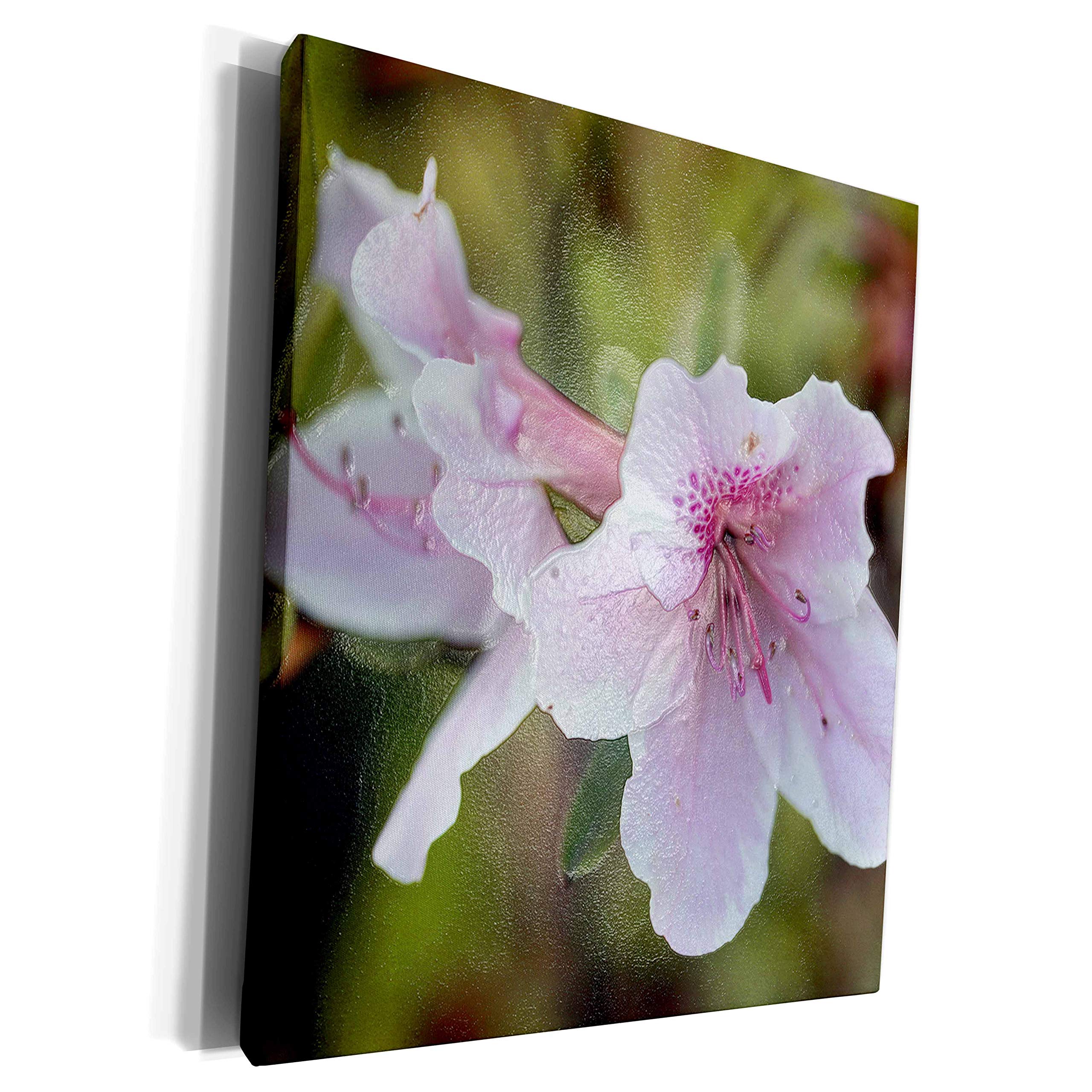 3dRose Pink Azaleas Macro Photography - Premium Museum Grade Canvas Wrap Art Print (cw_312240_1) - Perfect for Living Room, Bedroom & Office Wall Decor