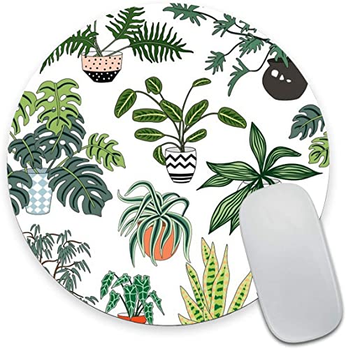 40 Potted Plant