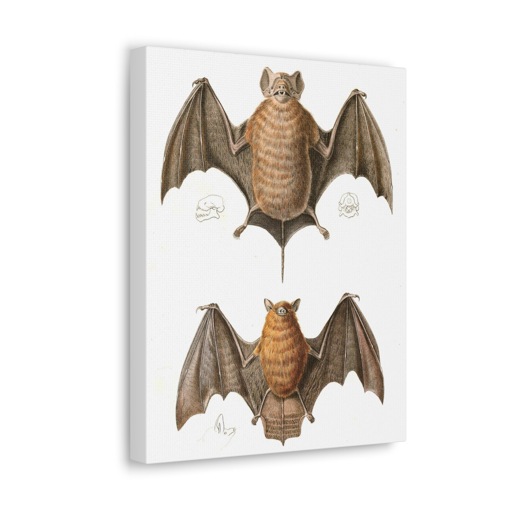 Free Tailed Bats Wall Art - Stunning Wildlife Illustration Canvas Print for Home & Office Decor - Perfect for Nature Lovers, Bat Enthusiasts, and Gothic Interior Design