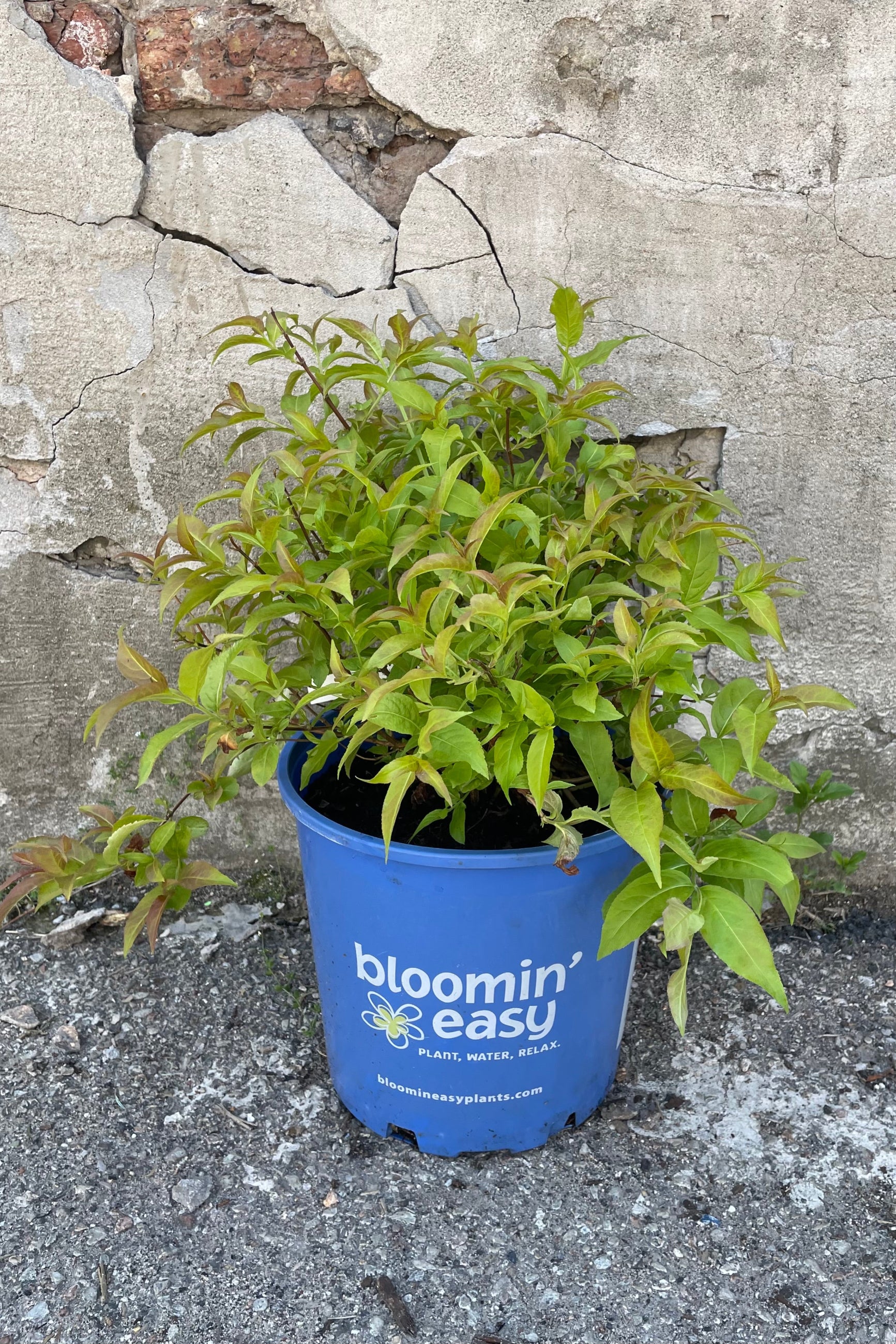 Diervilla 'Firefly' #2 Container - Hardy Native Shrub with Vibrant Yellow Flowers for Landscaping, Erosion Control & Pollinator Gardens