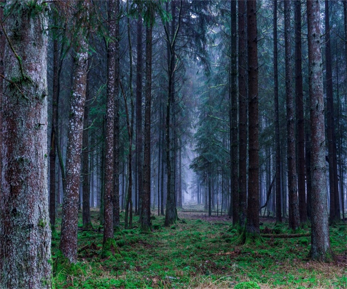 12x10ft Magic Forest Trees Photography Backdrop - Dreamy Jungle Wonderland Landscape for Fantasy Woods Nature Scenery | Perfect for Photo Studio, Fairytale Themed Shoots, Scouts Adventure Props & Kids Birthday Party Decorations