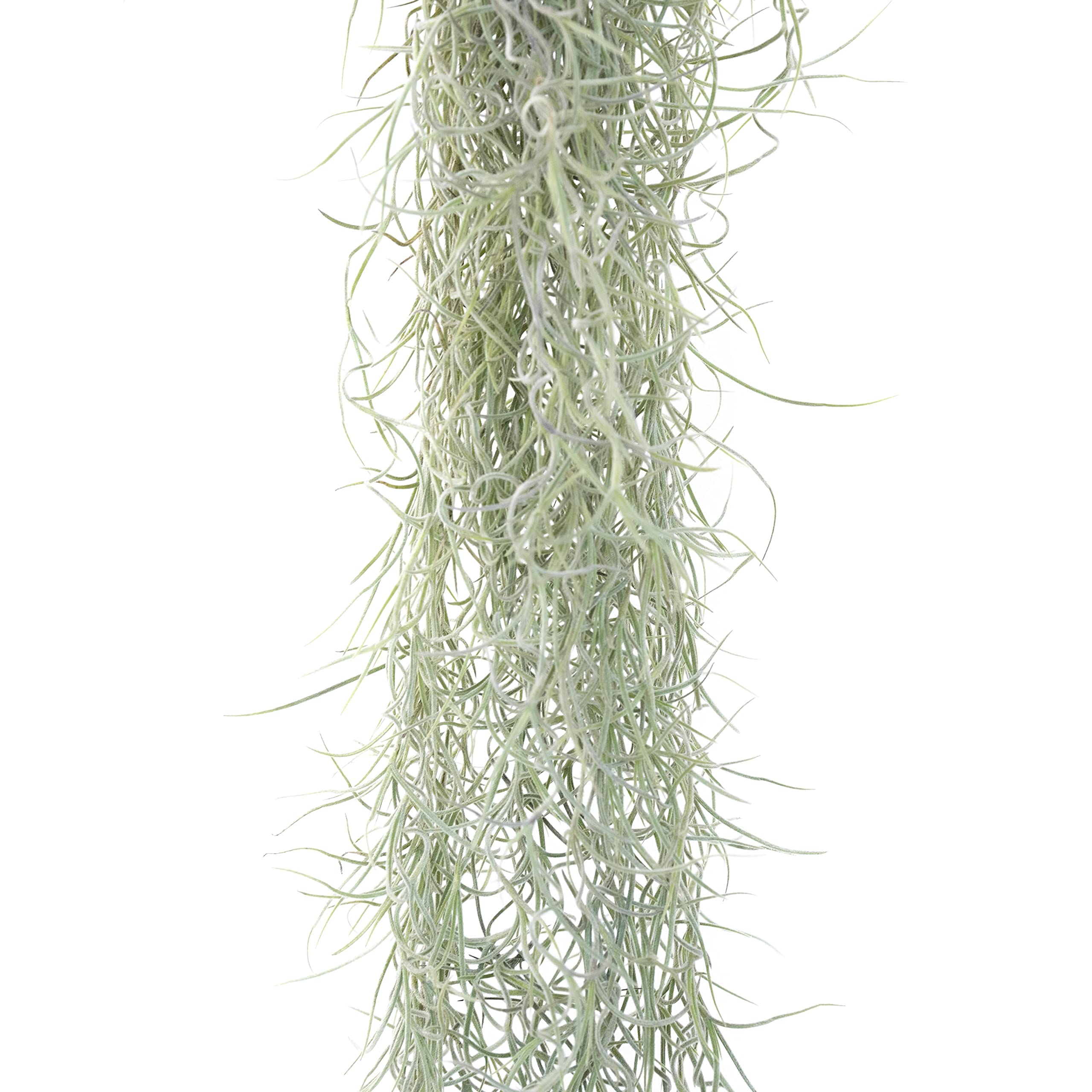 6 Pack Thick Colombian Spanish Moss Live Strands with Wire Hook - Tillandsia Usneoides Air Plant - Easy Care Indoor Outdoor Hanging Plants for Home Garden Decor - Perfect for Terrariums, Wedding Centerpieces & Boho Wall Art