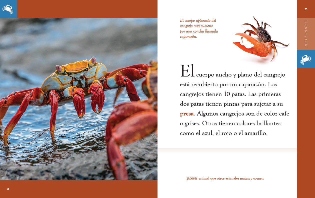 El Cangrejo Book 9781640266896 - Spanish Children's Book About Crabs for Kids Learning & Ocean-Themed Bedtime Stories