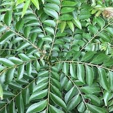 Organic Curry Leaf Plant for Indoor & Outdoor Gardening - Fresh Herbs for Cooking, Ayurveda & Home Decor