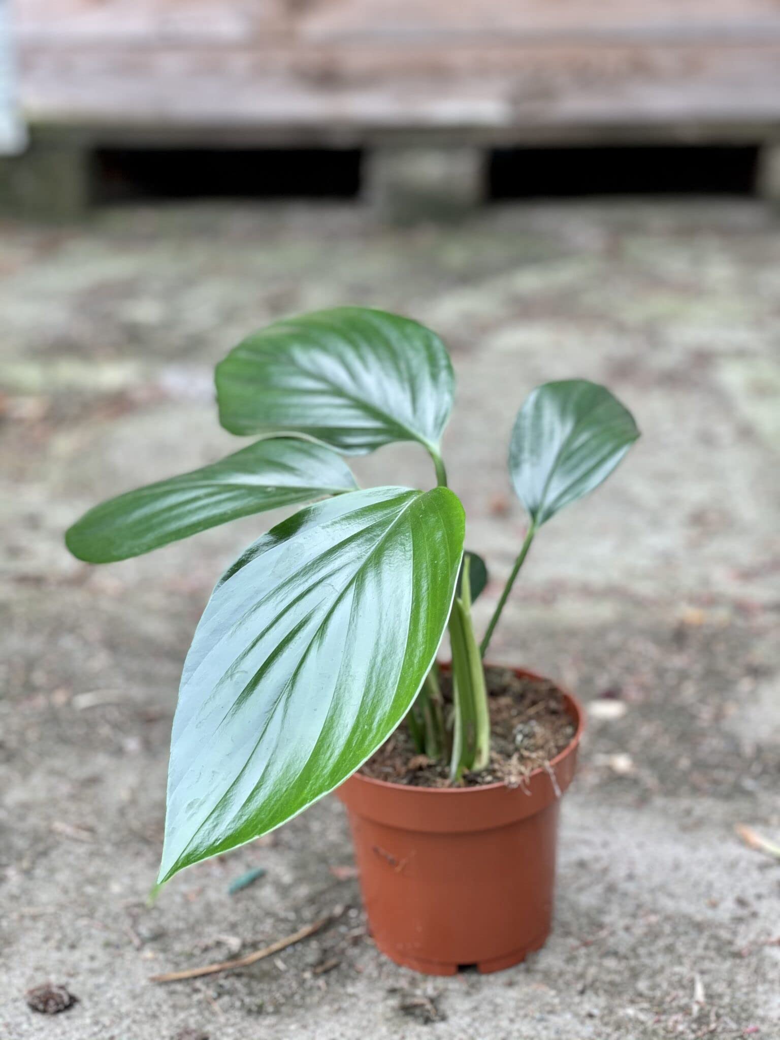 Rhaphidophora Decursiva Dragon Tail Plant - 3 Live Rare Houseplants in 4 Inch Pots - Florist Quality Indoor Plants from Florida - Perfect for Home Decor, Office Spaces & Tropical Gardens