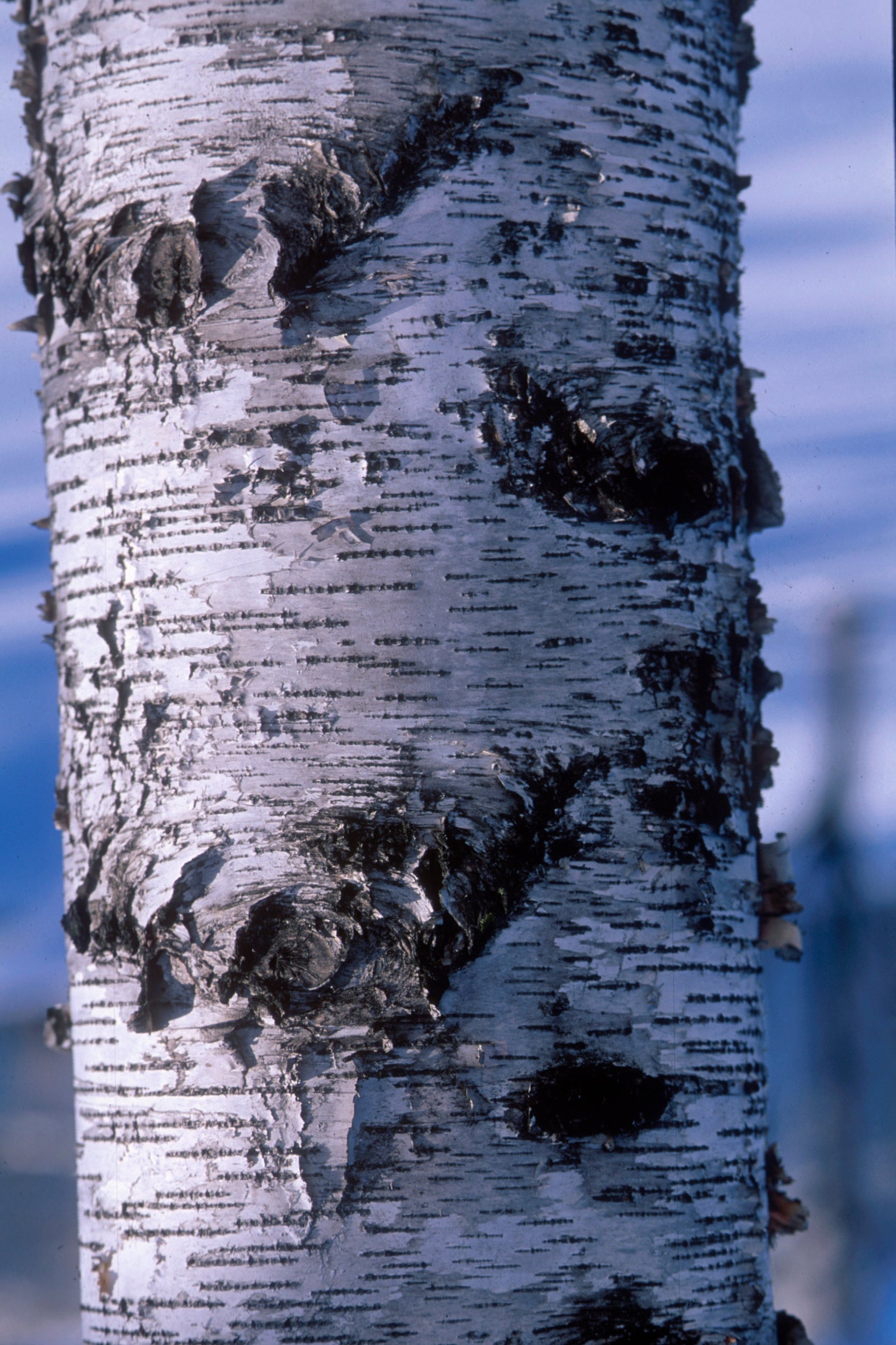 Whitespire Gray Birch Tree (Betula populifolia) - #10 Container Size - Perfect for Landscaping, Shade Gardens & Urban Planting