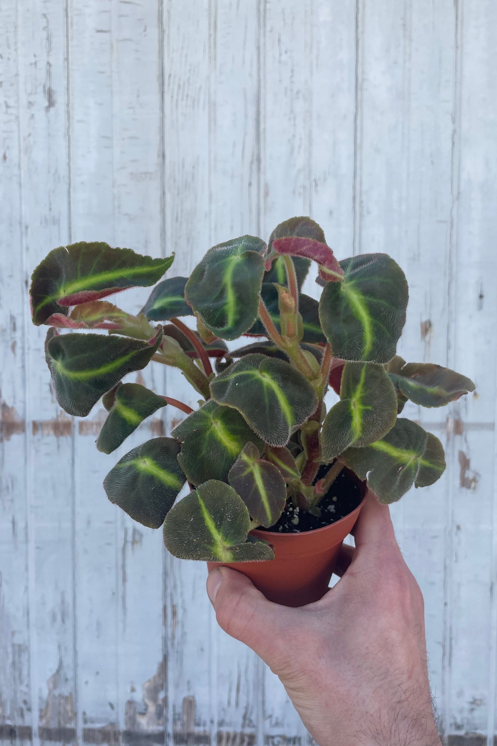 Begonia Listada 4