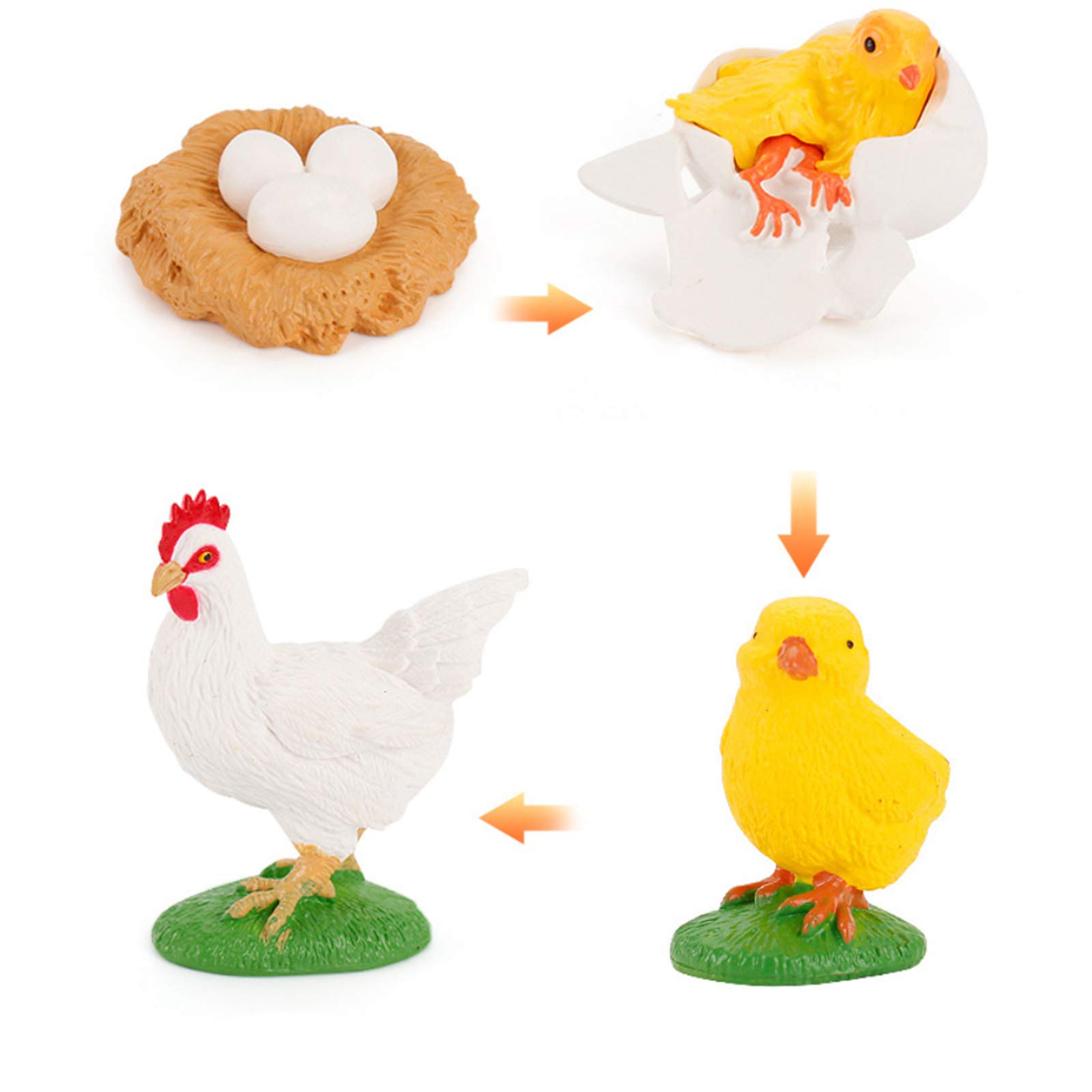 STUDYY Realistic Animal Life Cycle Growth Biological Model Toy Set - Butterfly, Frog, Insect Figures for Science Education, Cake Toppers & Party Favors (Chick) - Perfect for Classroom Teaching, Kids Learning & Birthday Decorations