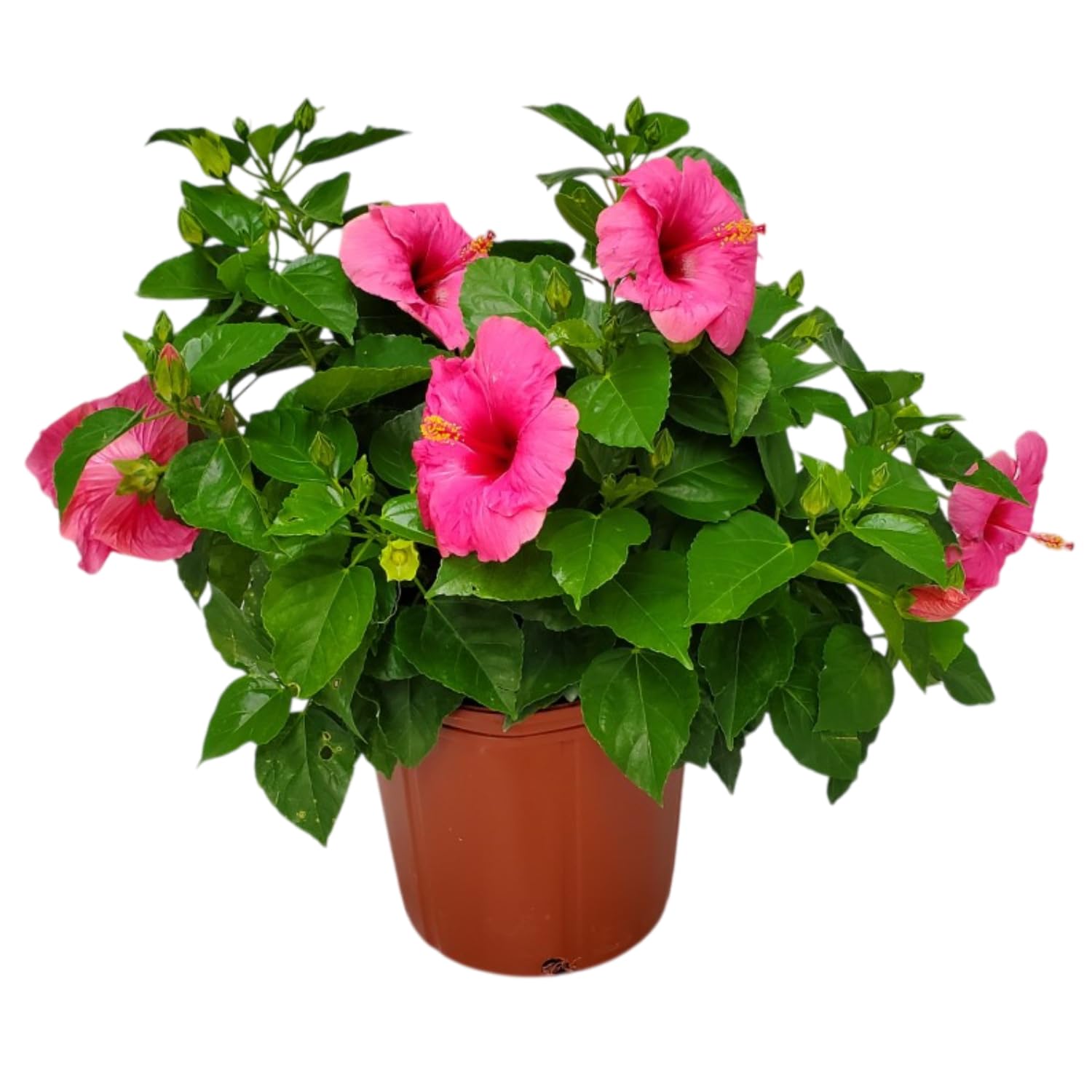 Yoder Dwarf Pink Cayman Wind Hibiscus Plant - Live Tropical Flower Bush 22-26
