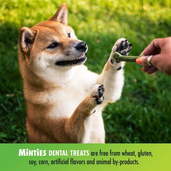 Minties Small Dental Bones for Dogs - Natural Teeth Cleaning Chews for Small Breeds - Freshens Breath & Reduces Plaque - Perfect for Daily Oral Care & Training Treats