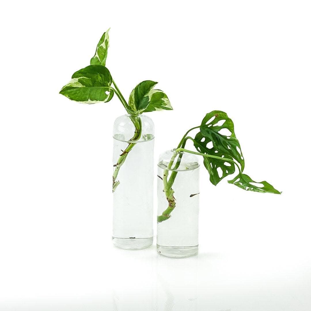 Glass Plant Propagation Vase for Rooting Cuttings - Perfect for Indoor Herb Garden, Succulents, and Flower Arrangements