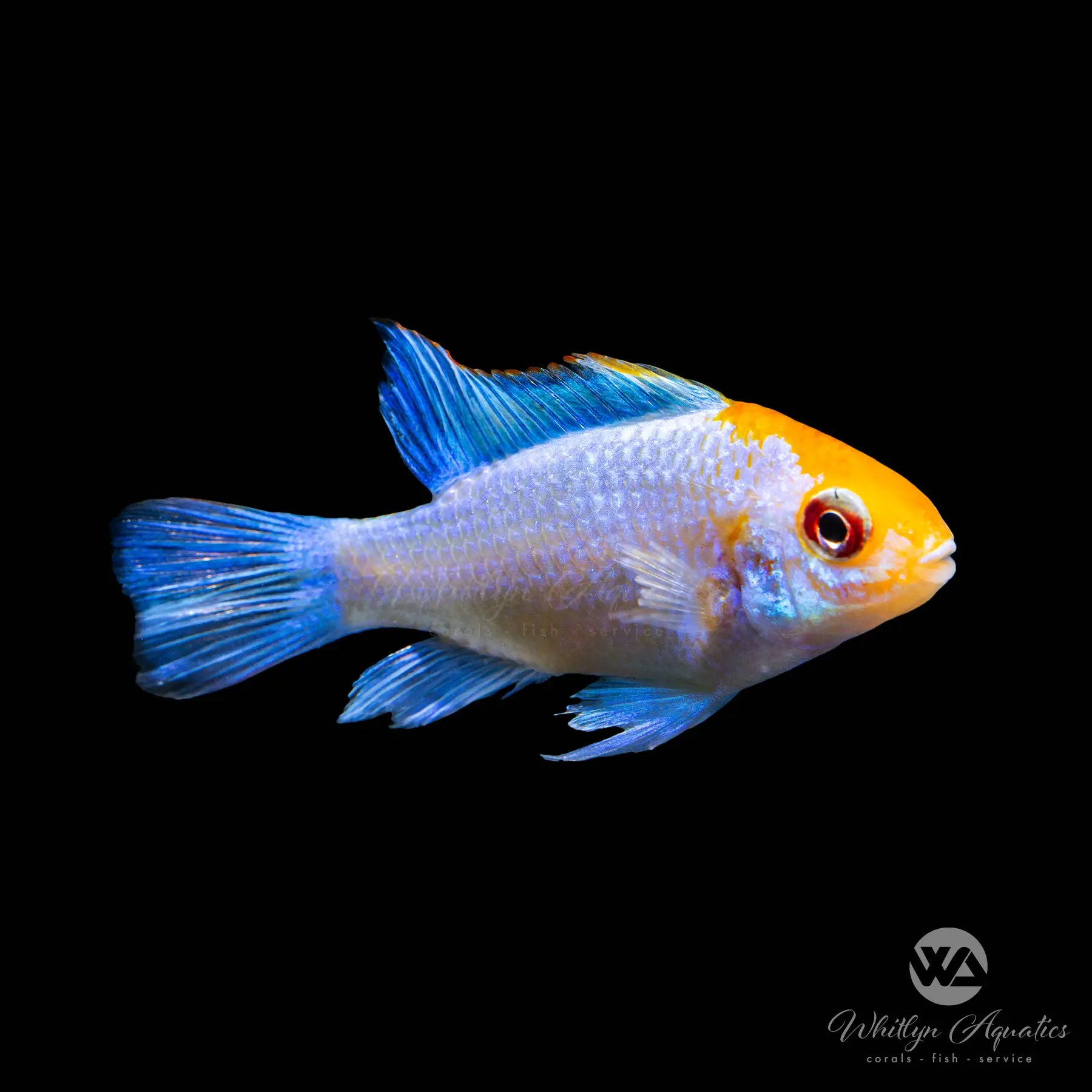 Neon Blue & Orange Head Ram Cichlid (Mikrogeophagus ramirezi) - Stunning Tropical Fish for Aquarium & Fish Tank Decor