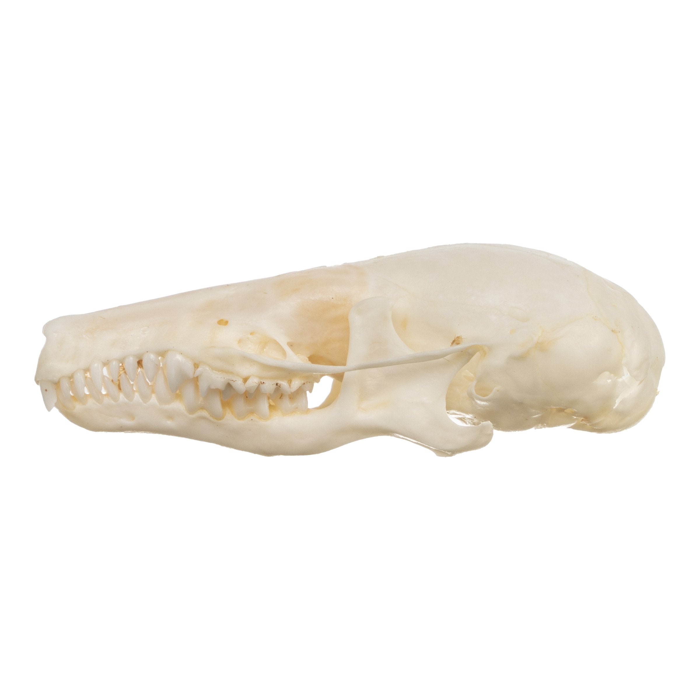 Authentic Townsend's Mole Skull - High-Quality Animal Specimen for Science Education, Taxidermy & Collectors | Perfect for Biology Classrooms, Museum Displays & Oddity Collections