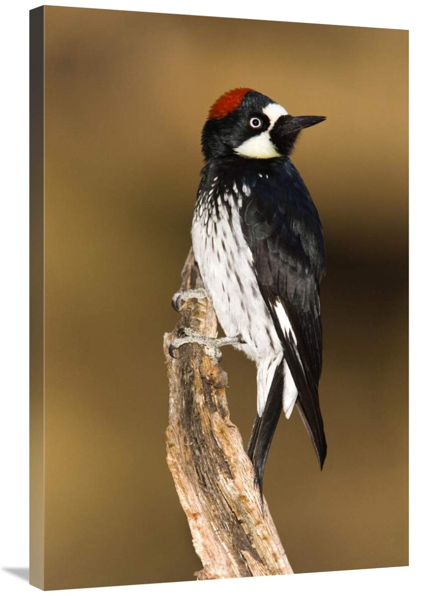 24 x 36 Inch Acorn Woodpecker Female Art Print - Tom Vezo Wildlife Photography, Madera Canyon Arizona Nature Wall Decor | Perfect for Living Room, Office & Bird Lover Gifts