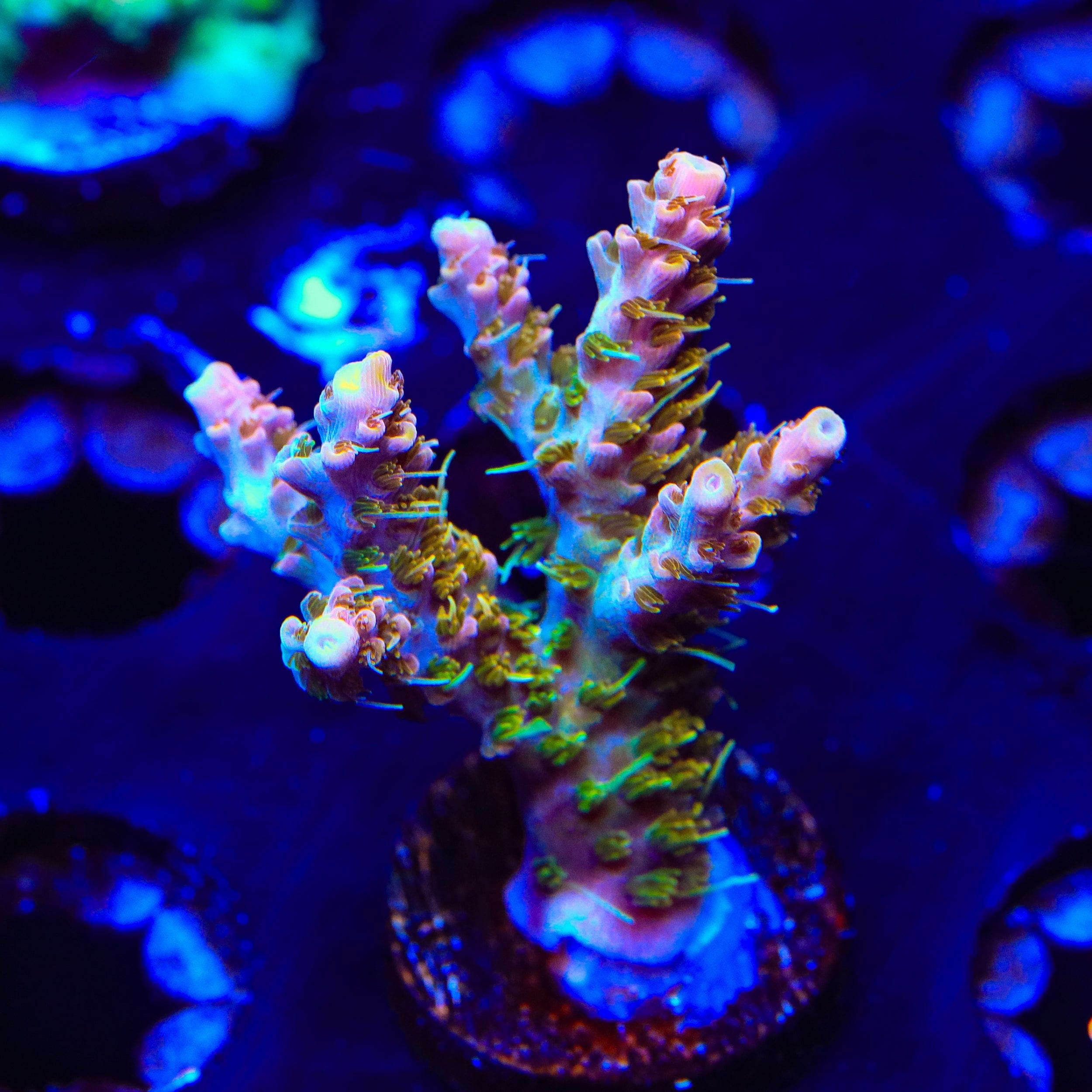 Premium CC Voodoo Majick Acropora XL Frag Coral for Saltwater Aquariums - Vibrant Coral for Reef Tanks & Marine Aquascaping