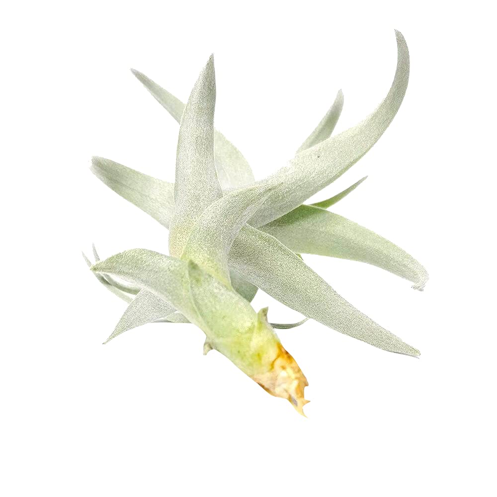 Low Maintenance Live Air Plants Variety Pack - 2'' Long Nana Air Plant | Unique Collection of Different Species | Perfect for Home Decor, Office Desk & Terrariums | Gift Box Included
