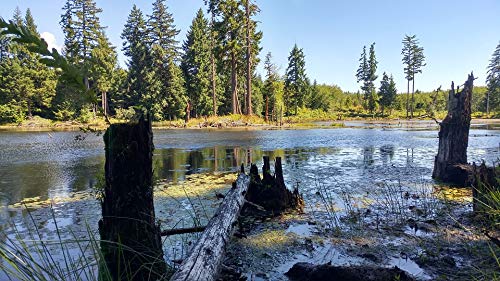 20x30 Inch Laminated Swamp Port Alberni Trees Poster - Vibrant Colors & High-Quality Print - Perfect for Living Room, Bedroom & Office Wall Decor