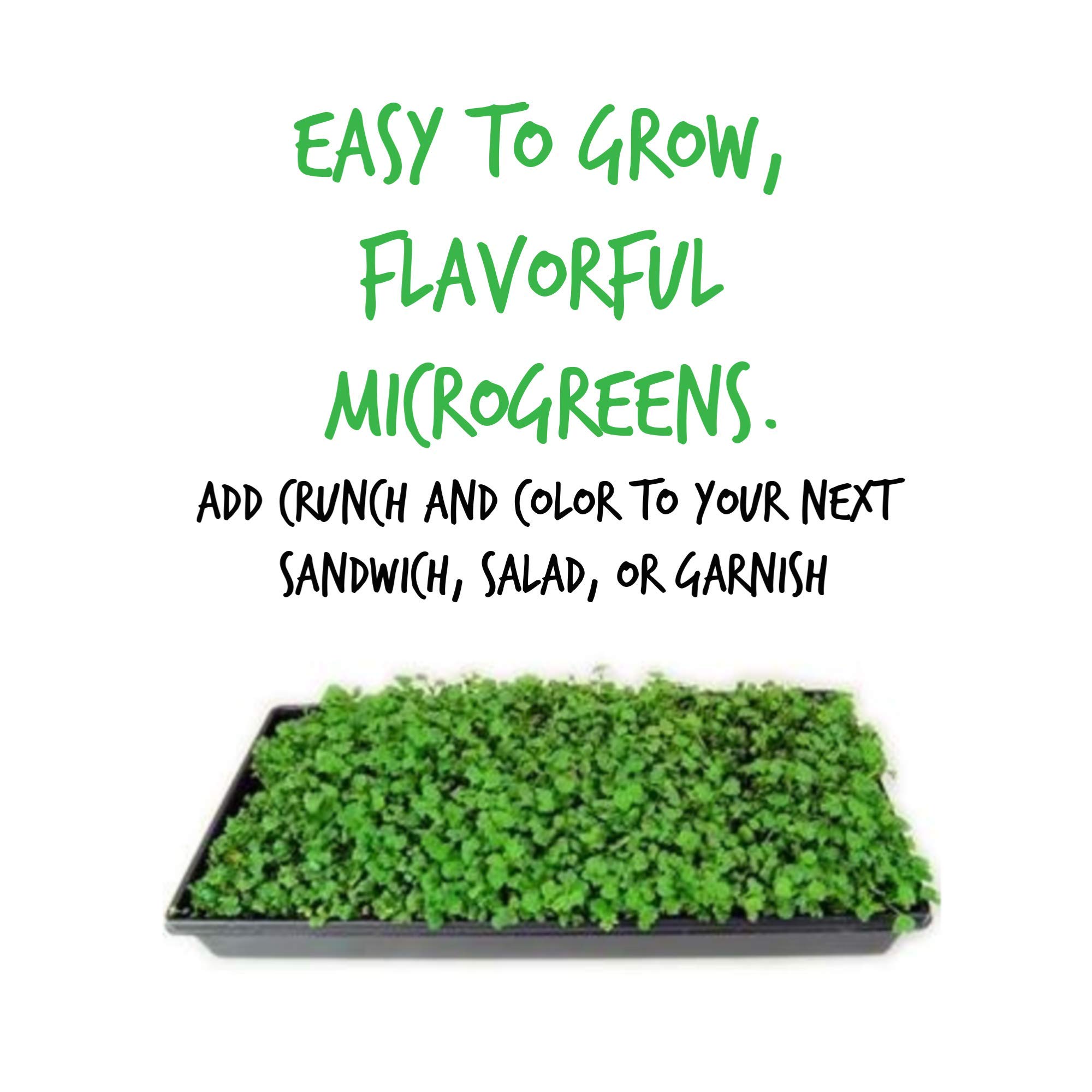 Premium Non-GMO China Rose Radish Sprouting Seeds - 25 Lb Bulk for Microgreens, Home Gardening & Hydroponics | Fast-Growing, High-Yield Vegetable Seeds for Salads, Juicing & Healthy Eating