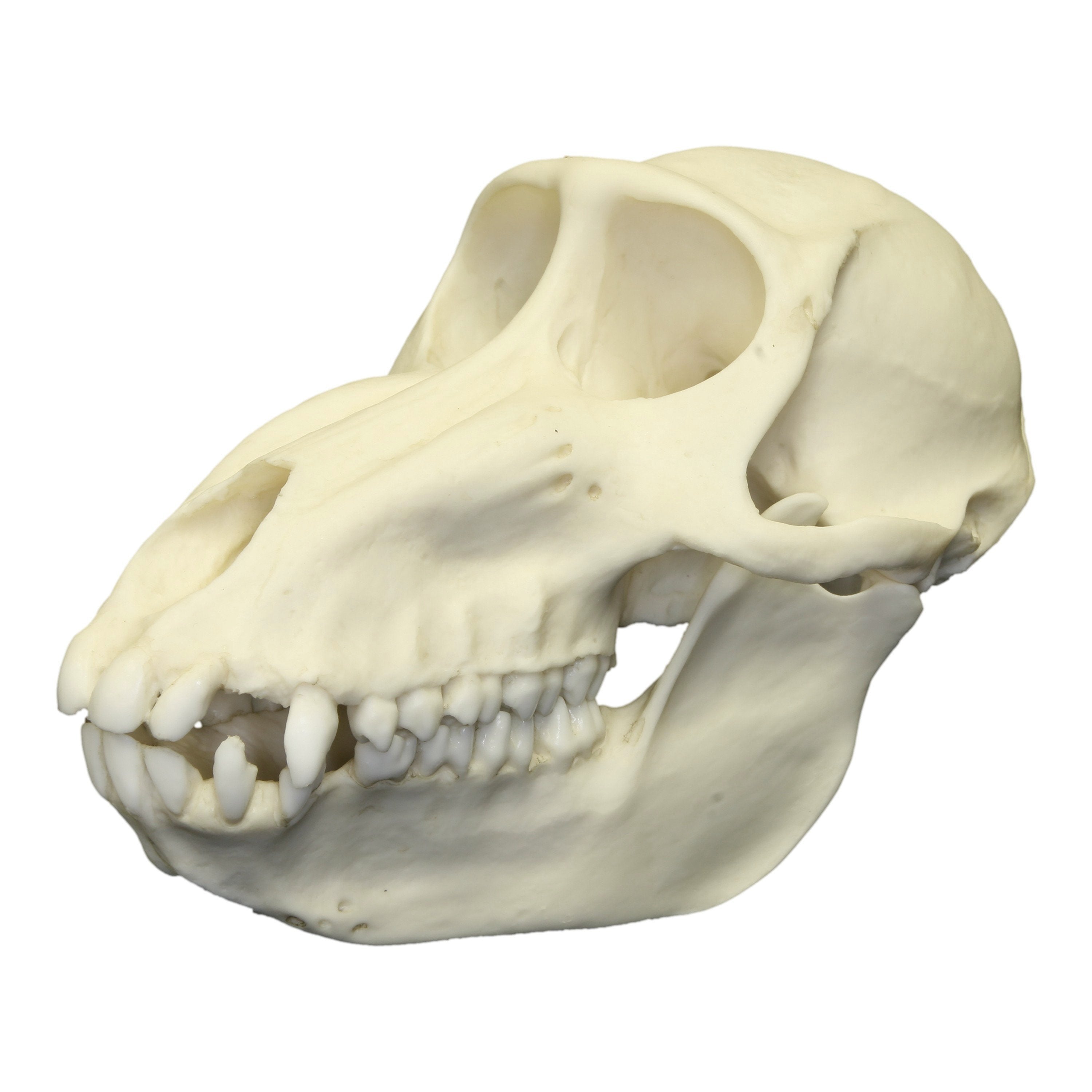 Authentic Replica Mandrill Baboon Skull - Female - Perfect for Home Decor, Educational Displays & Halloween Props