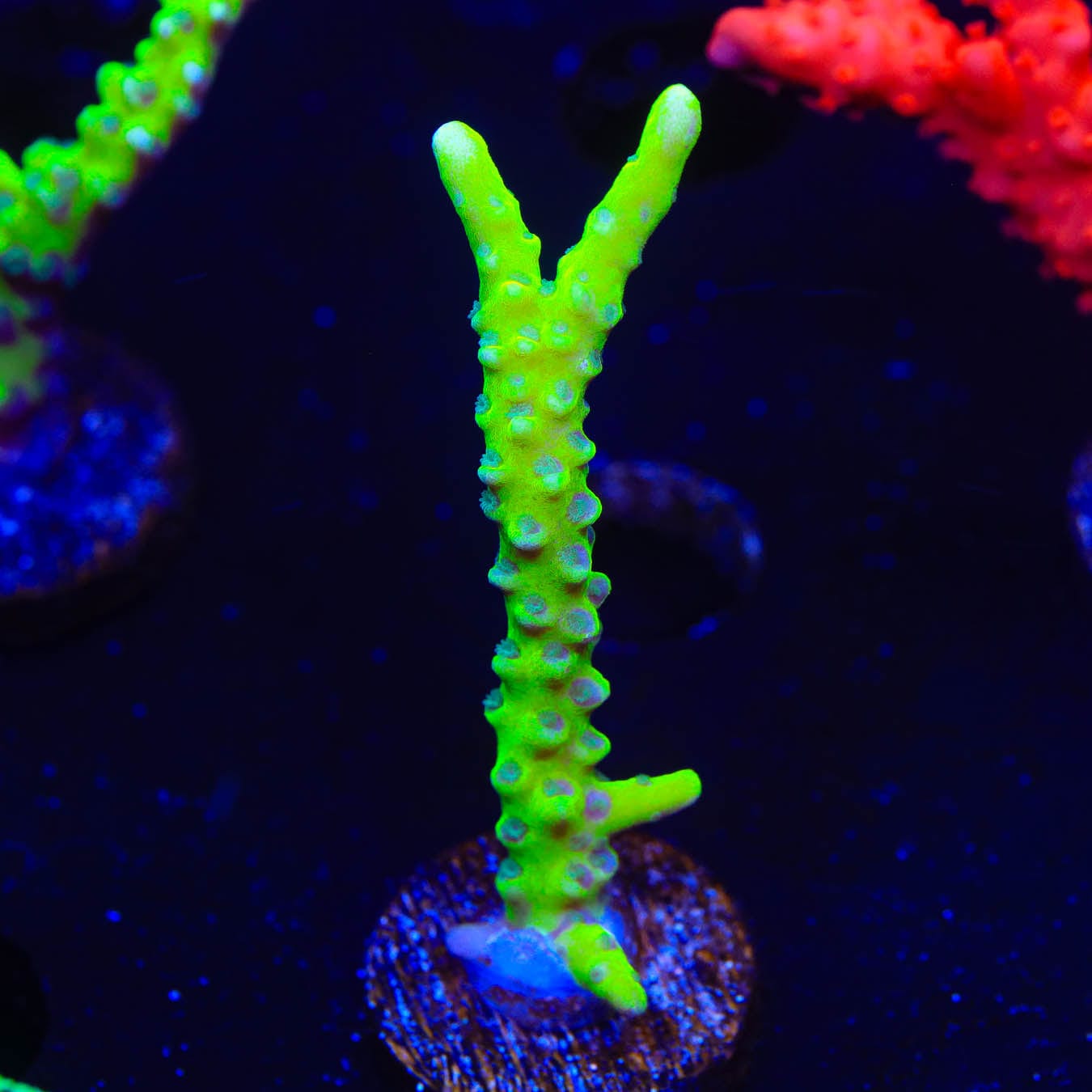 CB The Thing Anacropora Coral - Premium Live Coral for Saltwater Aquariums | Perfect for Reef Tanks & Marine Displays