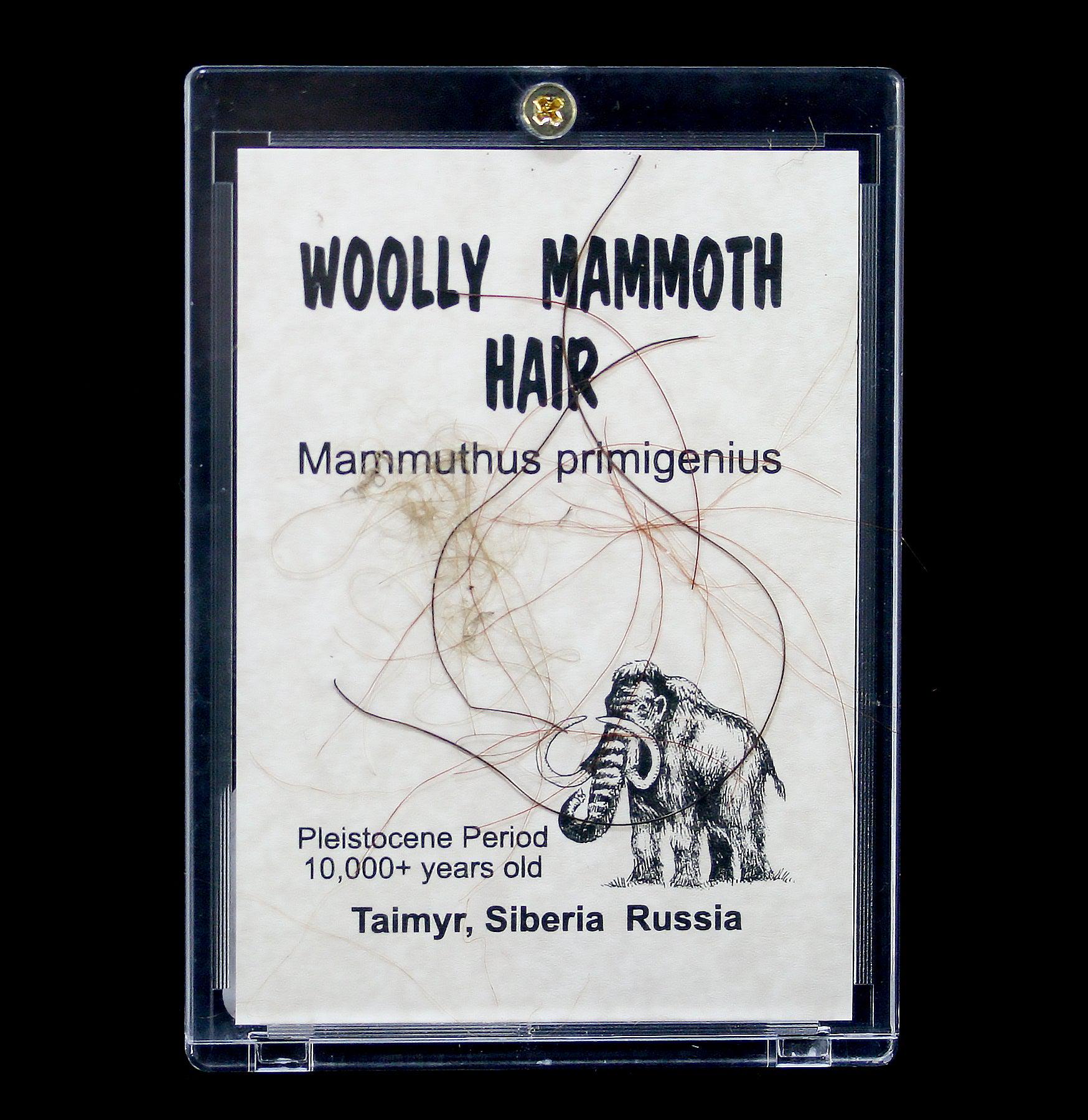 Authentic Woolly Mammoth Hair Encased in Clear Acrylic - Perfect for Science Education, Paleontology Displays & Unique Home Decor