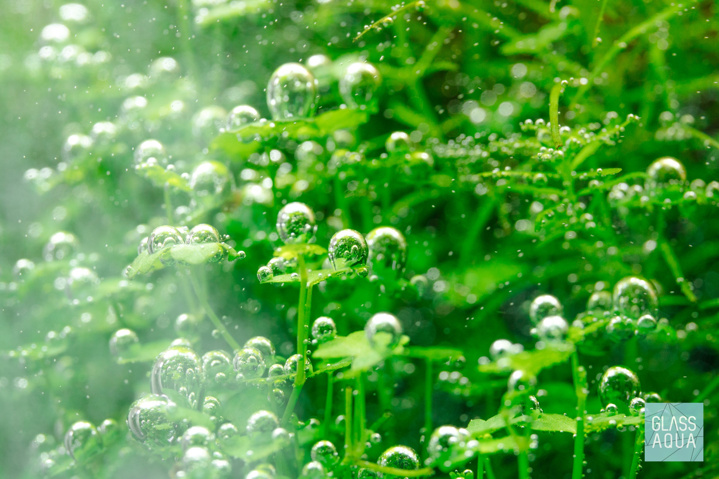 Hydrocotyle Tripartita Aquatic Plant - Live Freshwater Carpet Plant for Aquariums & Fish Tanks | Perfect for Aquascaping, Shrimp Tanks & Nano Tanks