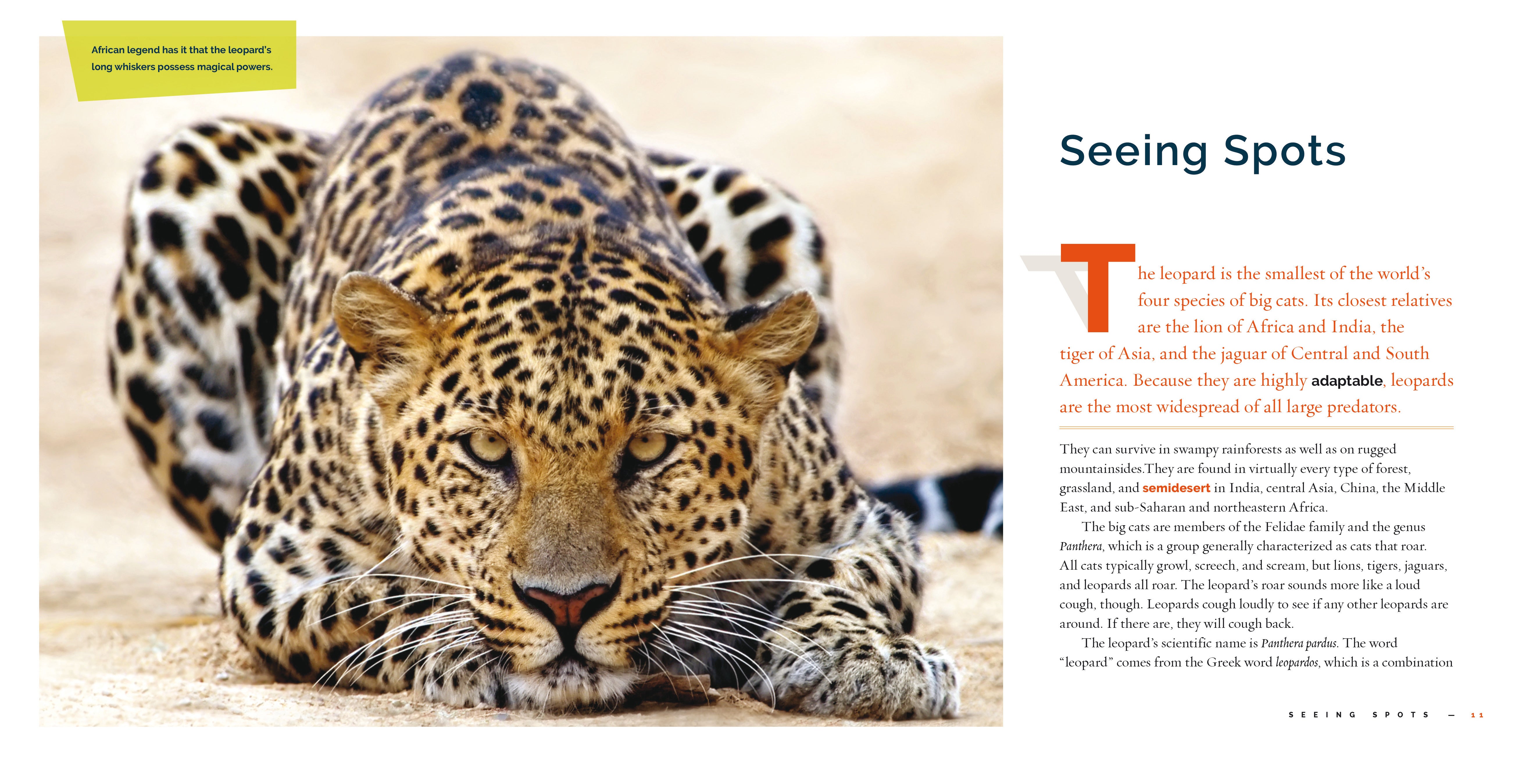 Leopards: Facts, Habitat & Behavior - 9781640265295 | Wildlife Books for Kids & Animal Lovers | Perfect for School Projects & Nature Study