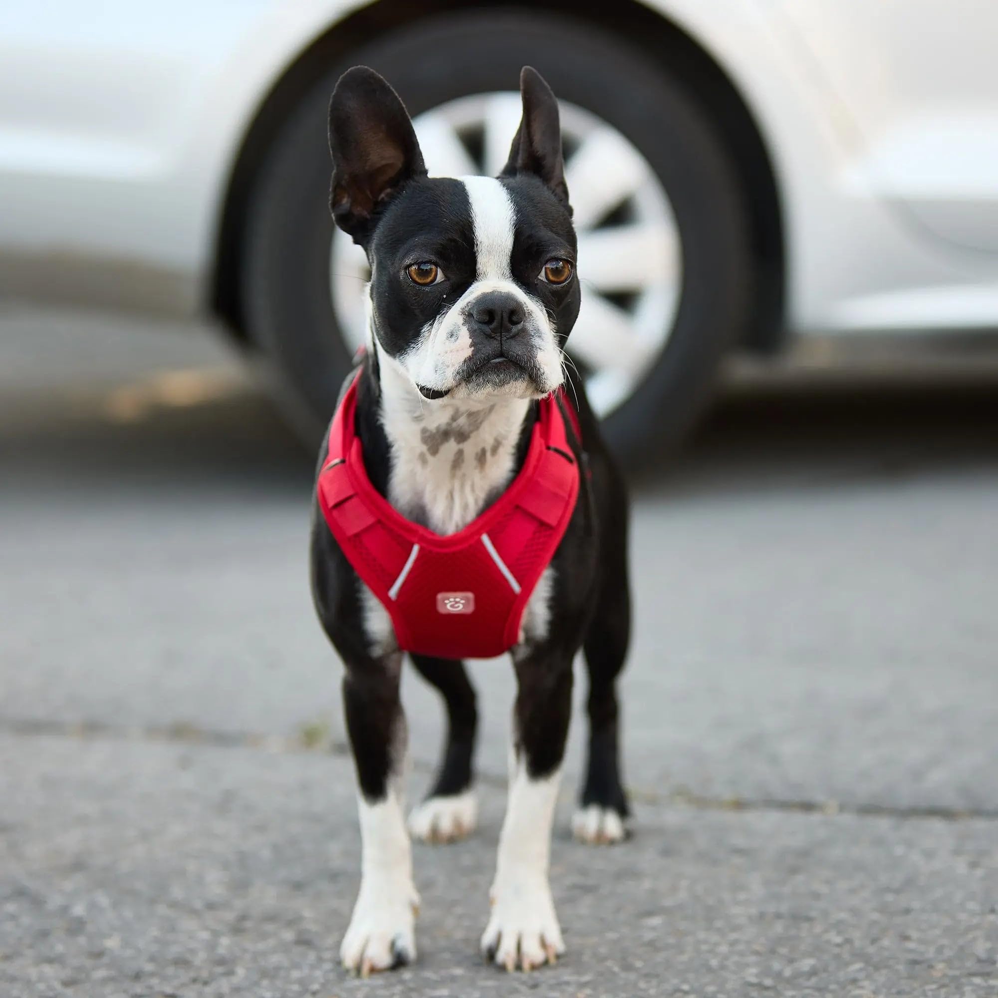 Premium Red Travel Harness for Dogs - Adjustable & Secure Pet Safety Gear - Perfect for Hiking, Camping & Outdoor Adventures