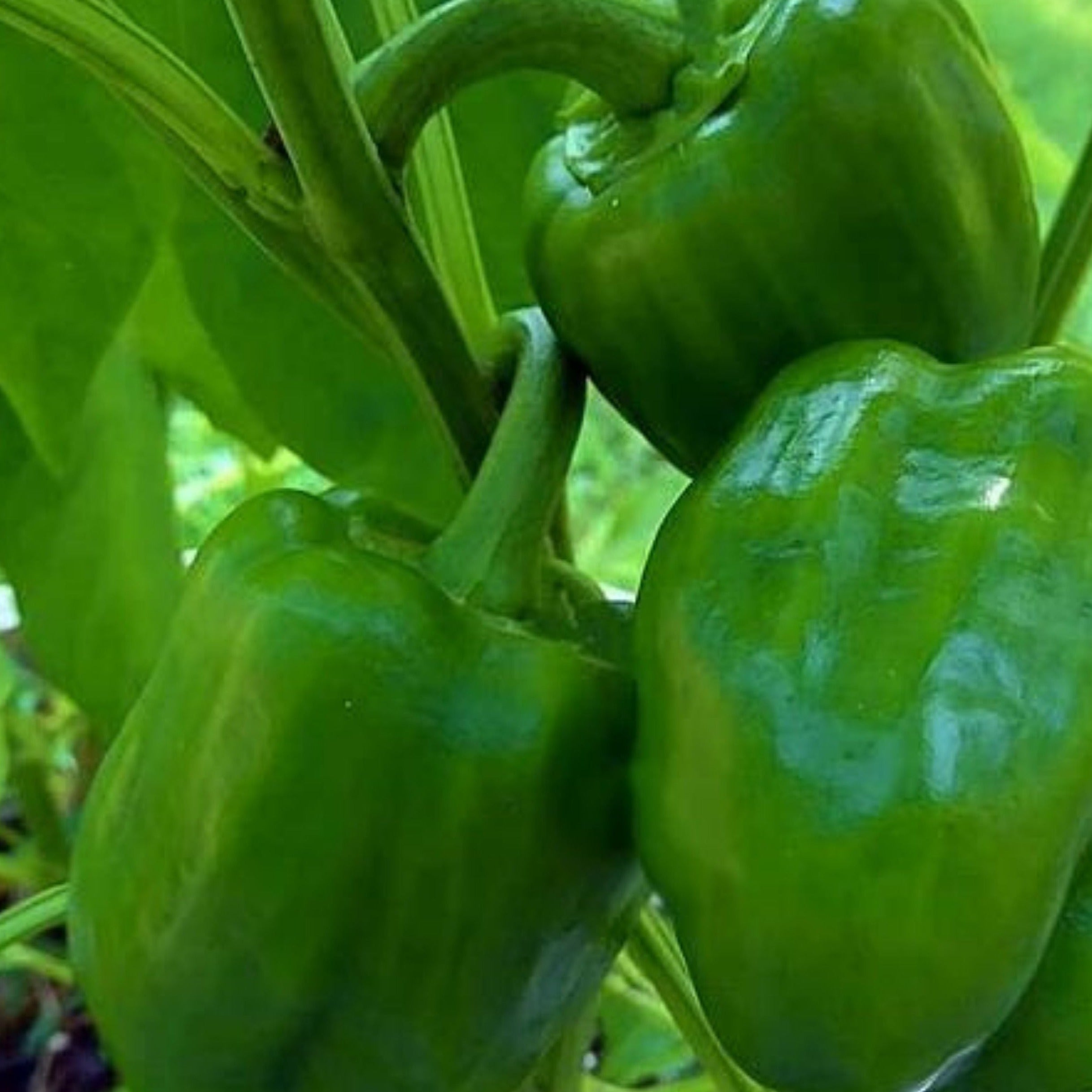 Premium Emerald Giant Bell Pepper Seeds - Non-GMO, Heirloom, High Yield - Perfect for Home Gardens, Greenhouses & Urban Farming